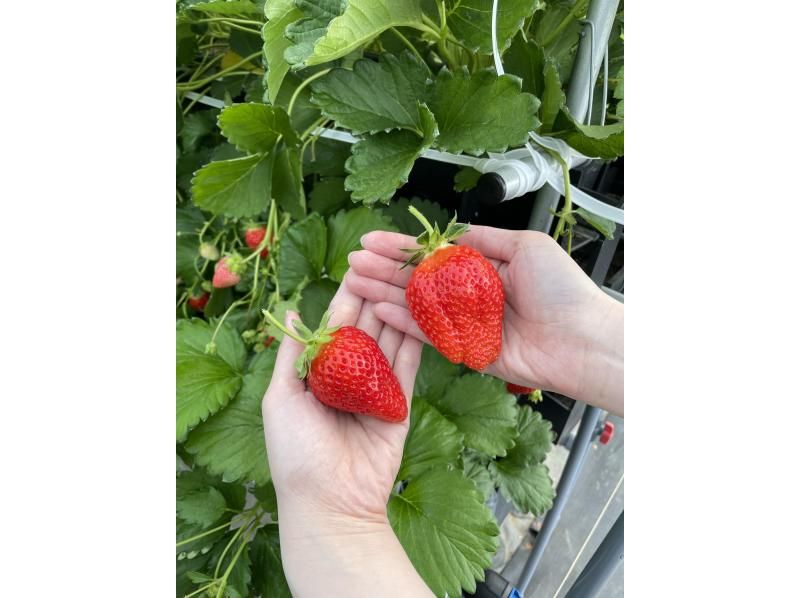 吉見町のいちご狩り、収穫したいちごを手に持つ様子