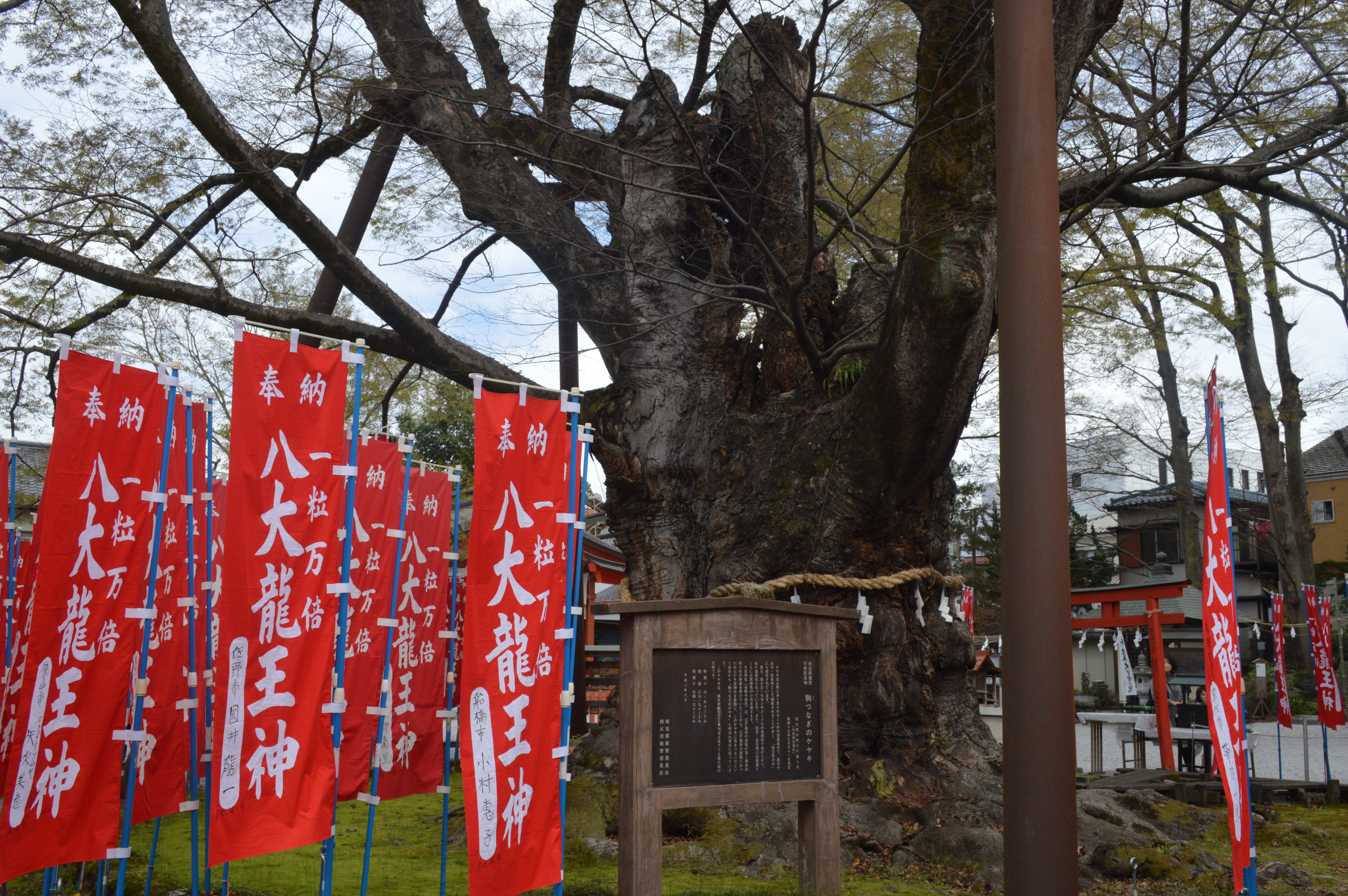 龍神木を背景にした「八大龍王神」の幟