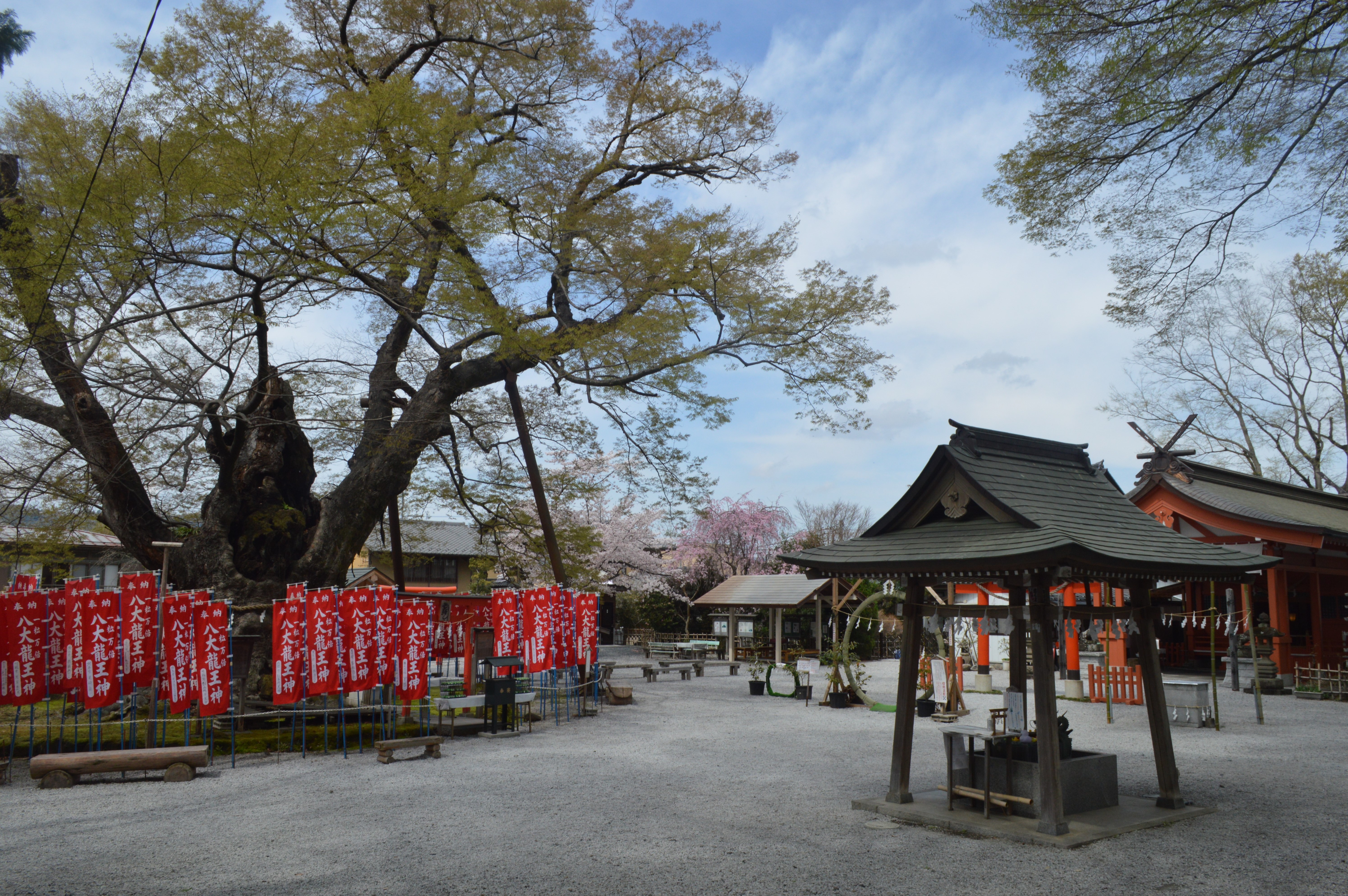 八大龍王神の幟が並ぶ秩父今宮神社の龍神木（大ケヤキ）