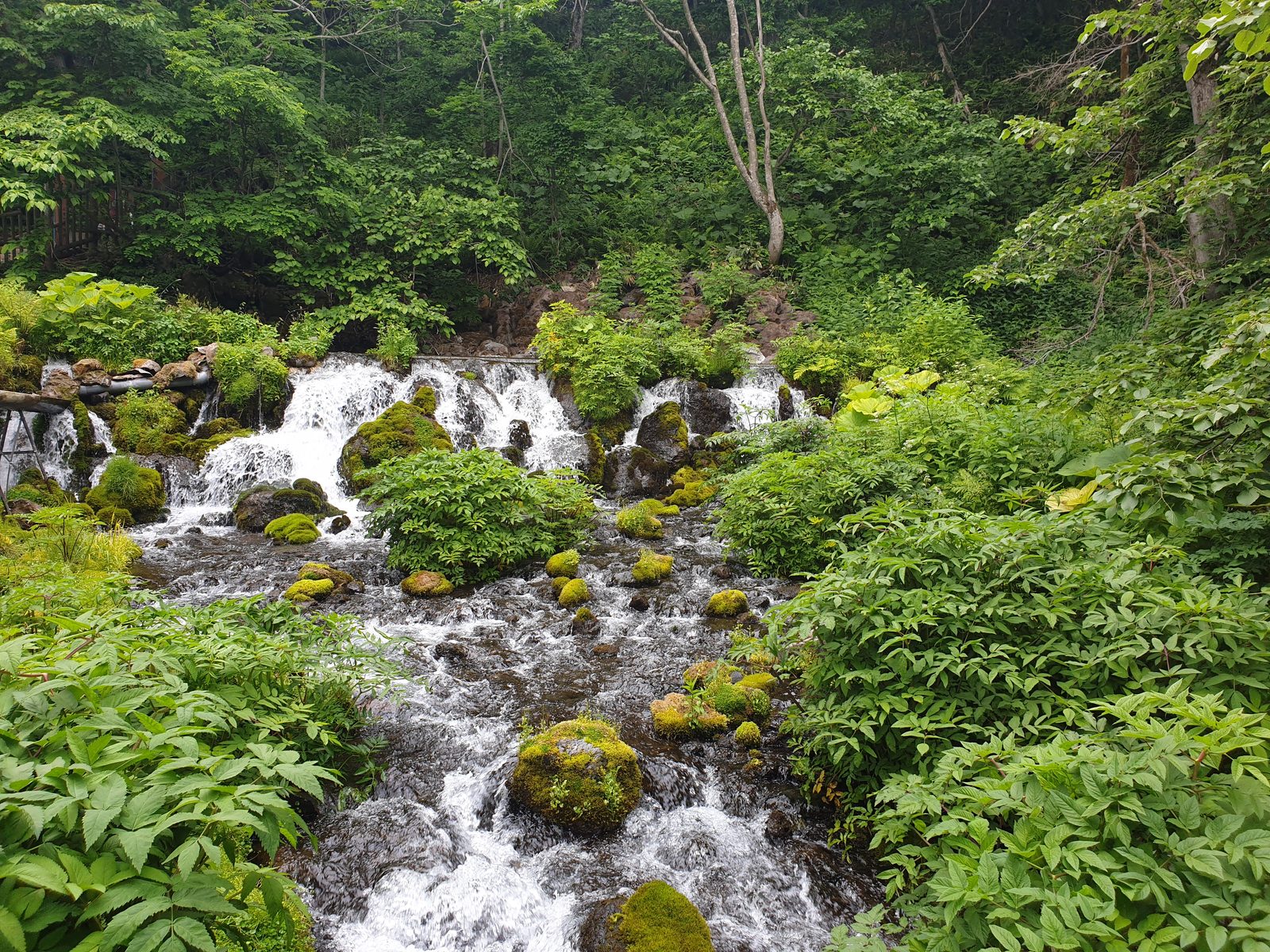 新緑に包まれたふきだし公園の湧水と木道