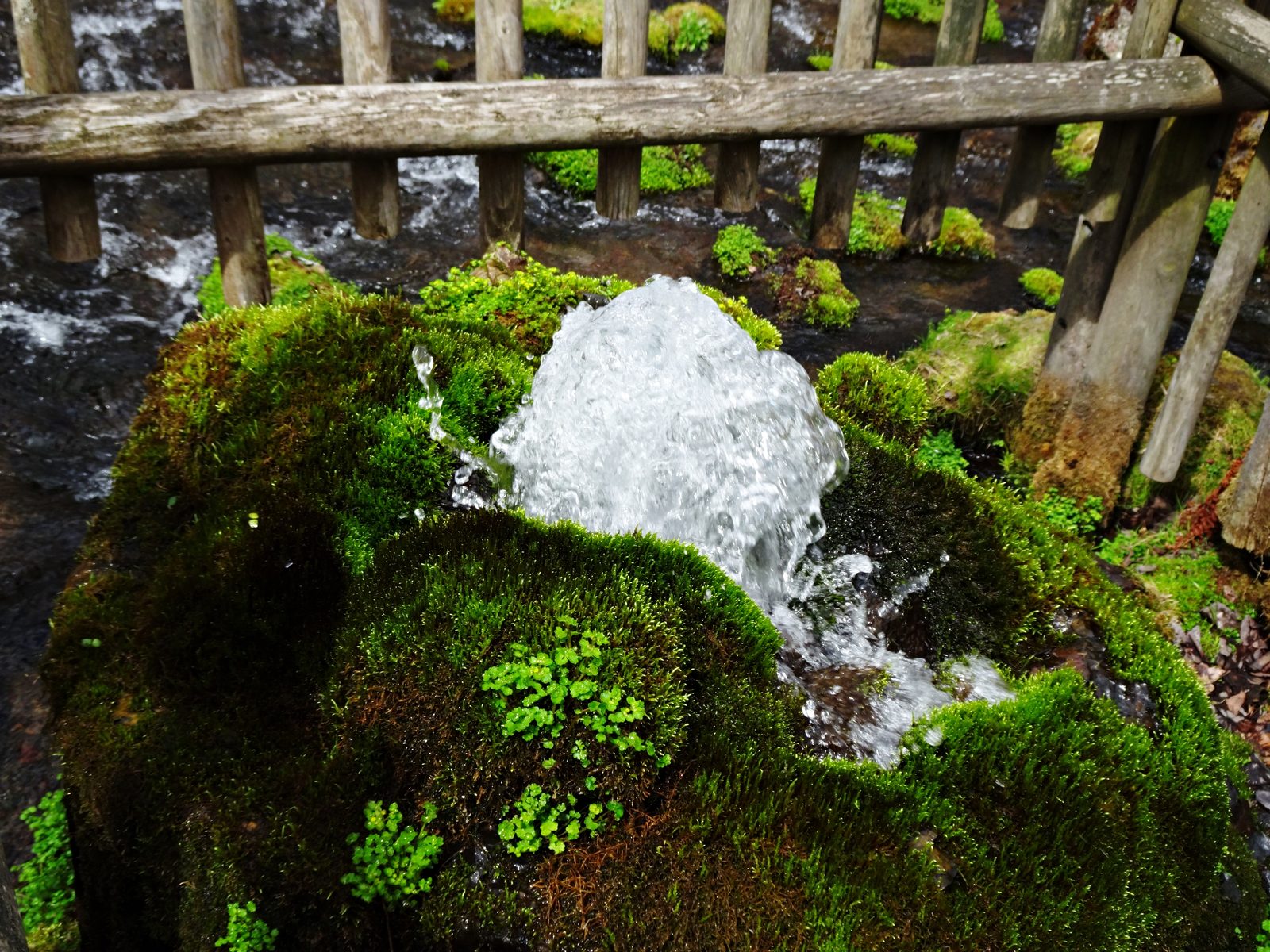 苔の間から勢いよく吹き上がるふきだし公園の湧水のクローズアップ