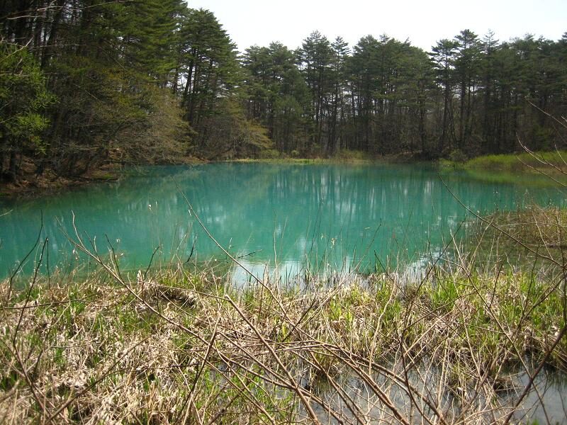 青沼のエメラルドグリーンの水面