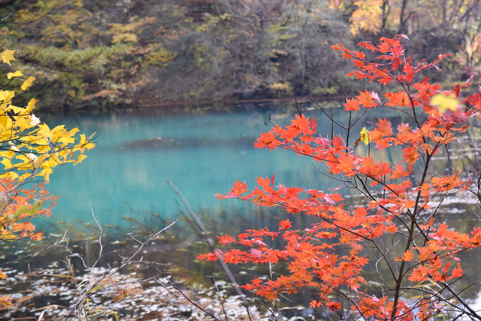 紅葉に彩られた五色沼