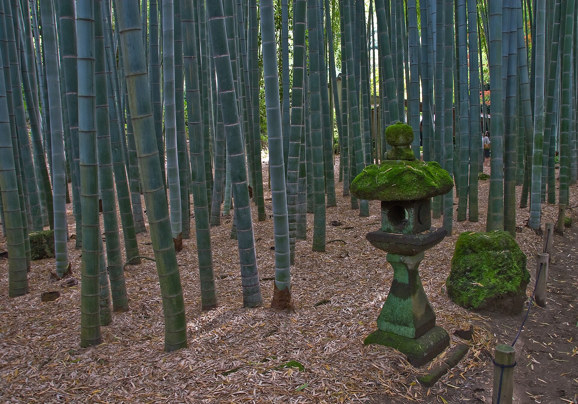 鎌倉・報国寺の竹林