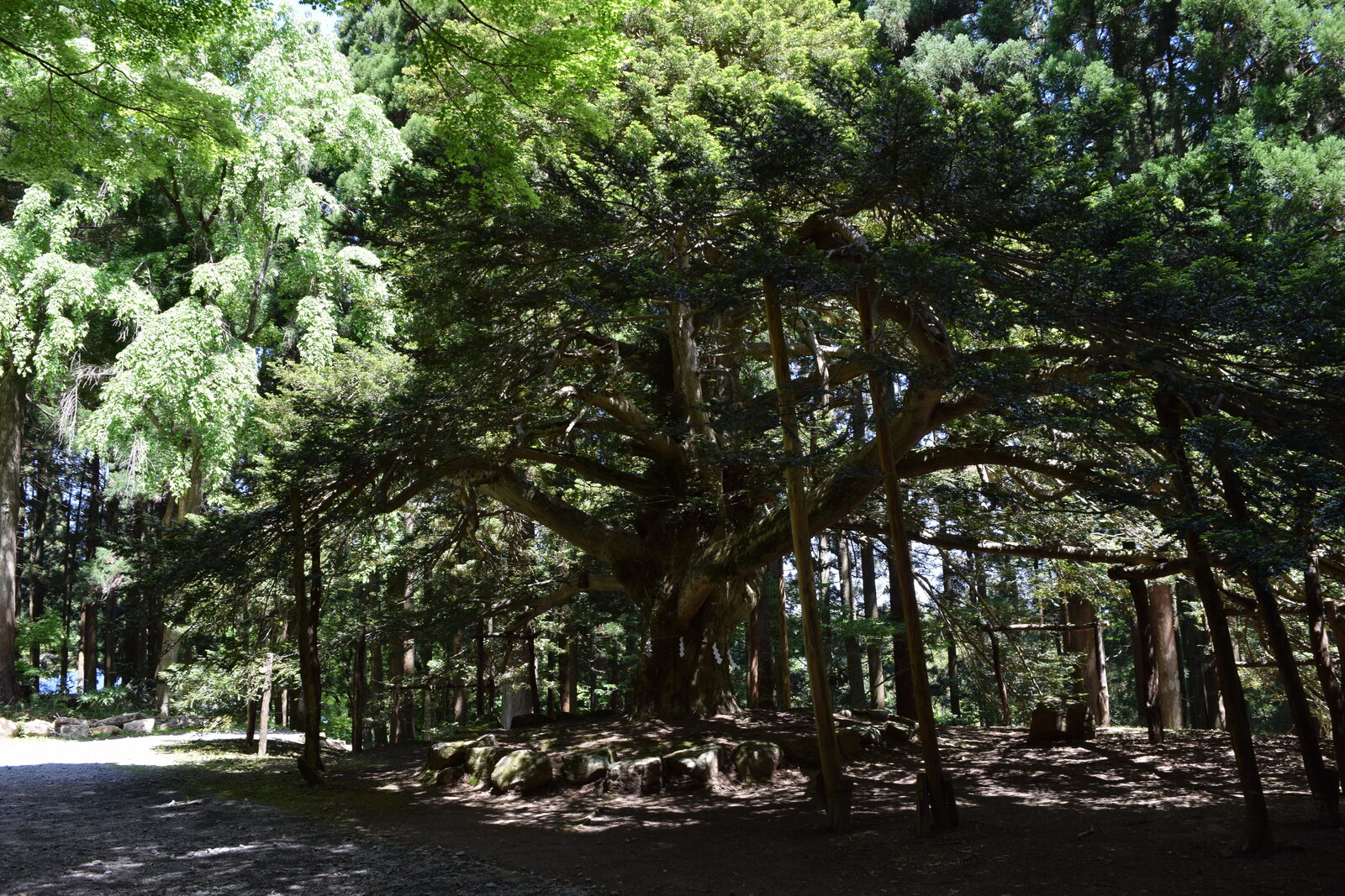 真山神社の境内にある樹齢1000年超の榧の木