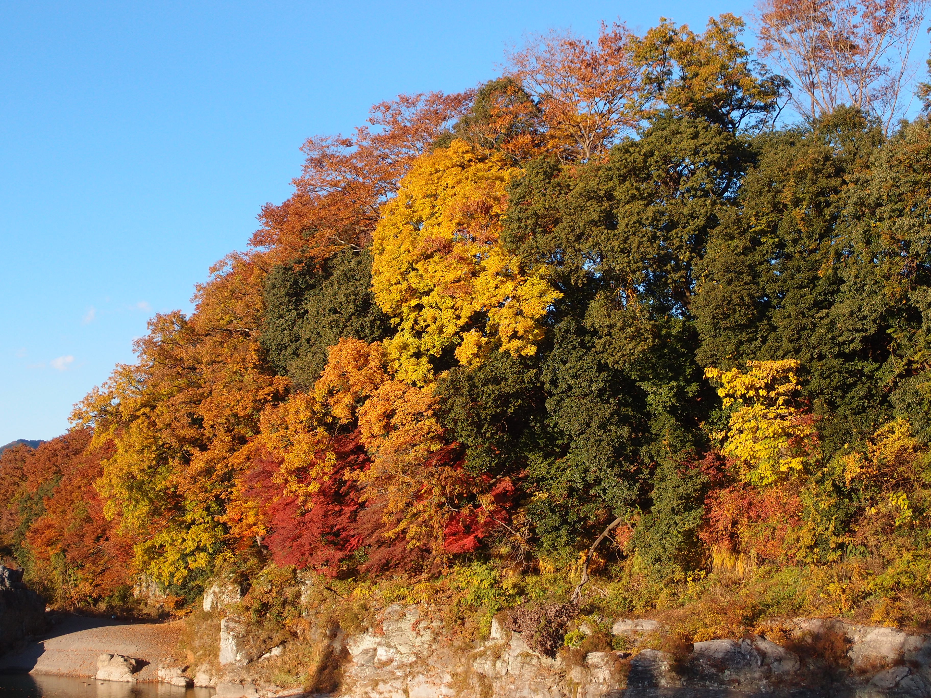 紅葉に染まる長瀞の崖と木々
