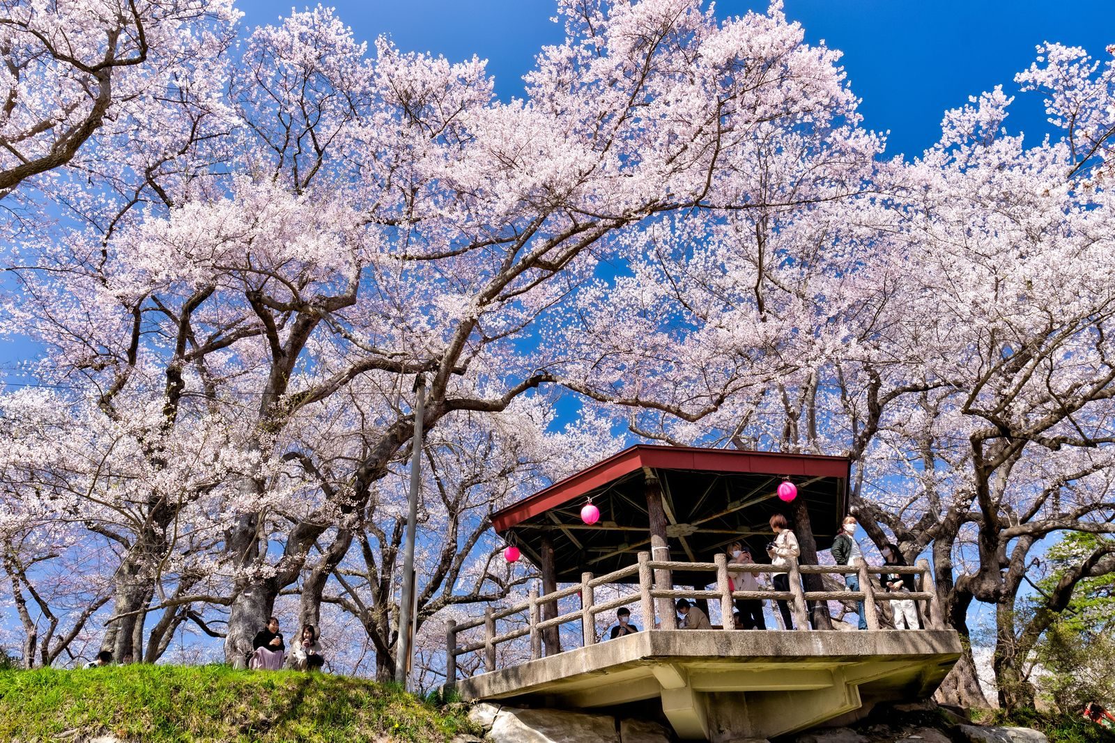 烏帽子山公園の桜と展望あずまや、花見客で賑わう園内