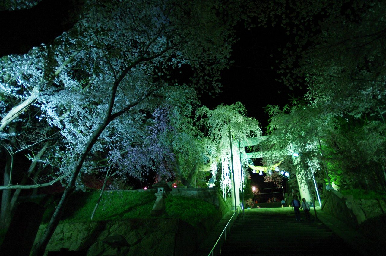 夜桜にライトアップされた烏帽子山八幡宮の大鳥居と参道