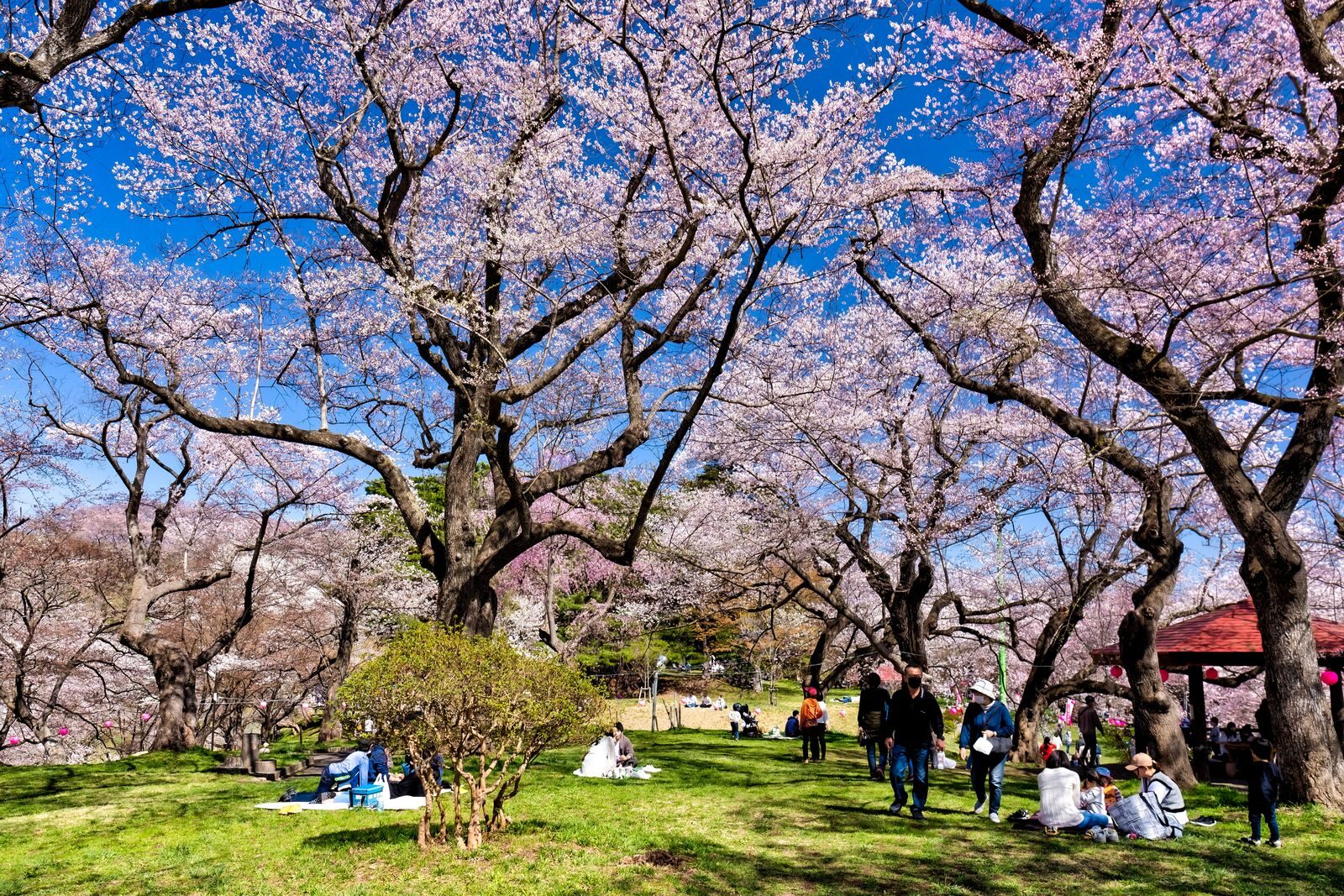 烏帽子山公園の桜