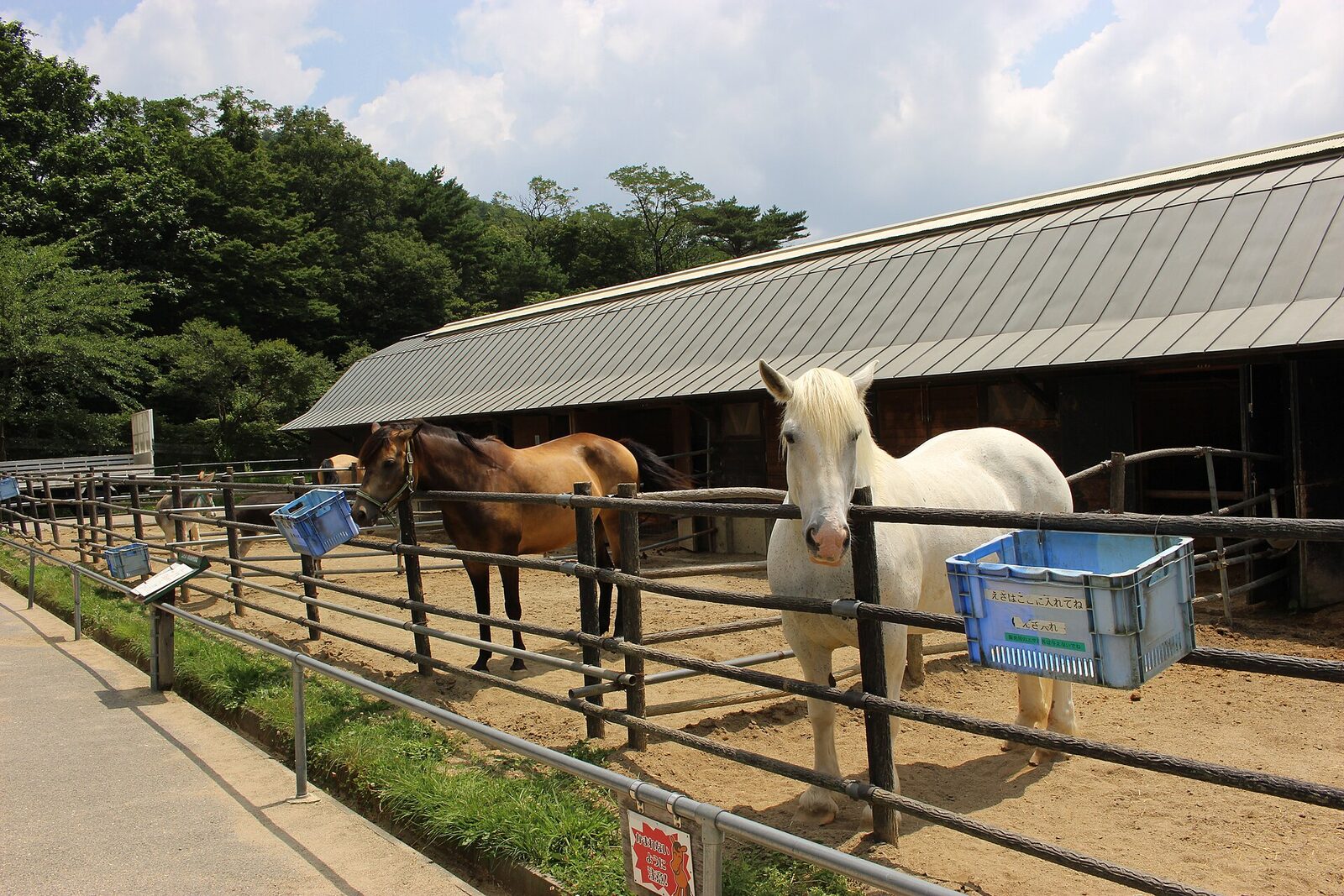 郡山石筵ふれあい牧場の馬たち