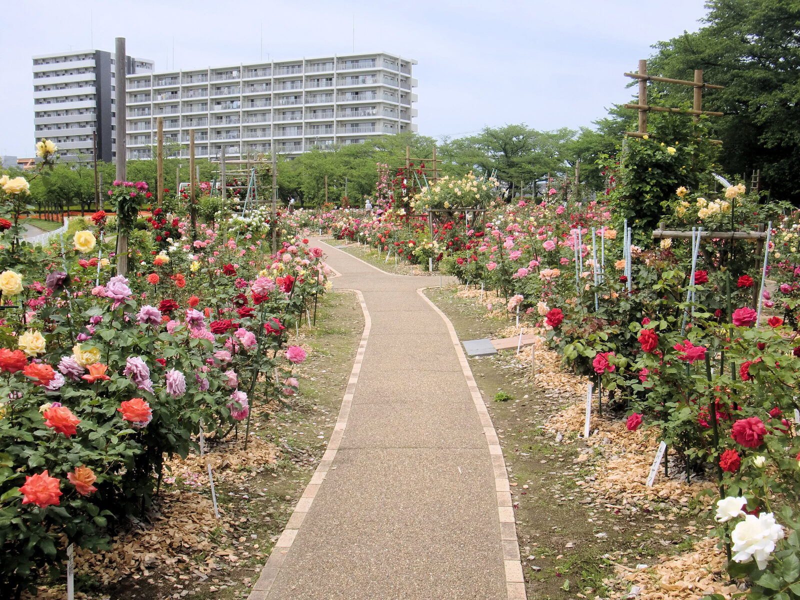 開成山公園バラ園、色とりどりのバラ
