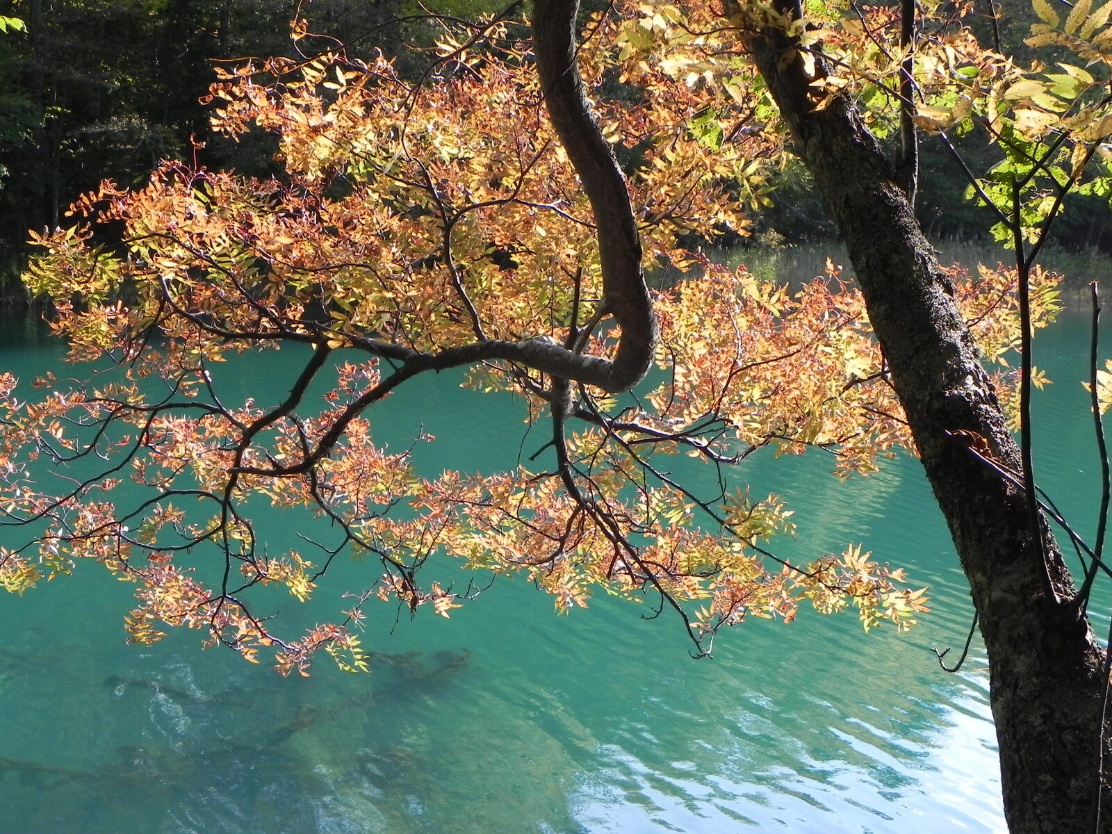 紅葉に彩られたオンネトーのエメラルドグリーンの湖面