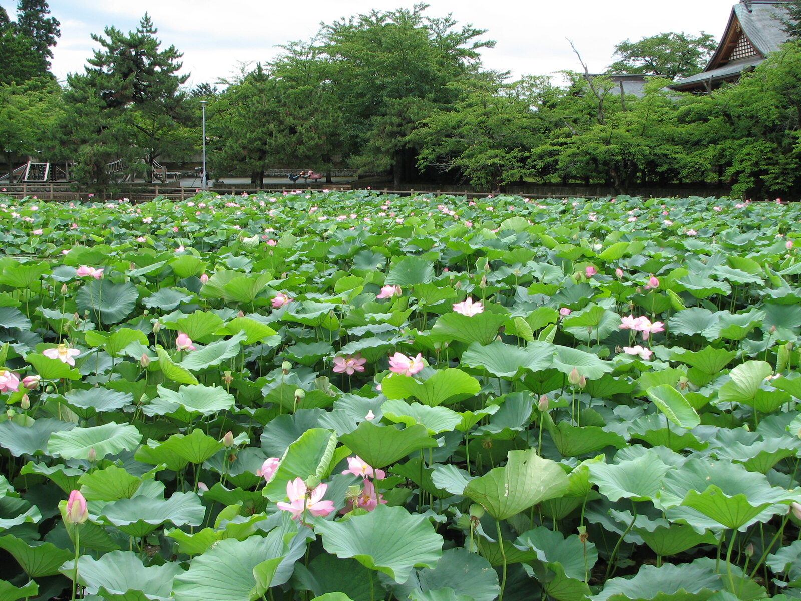 鏡ヶ池を一面に覆う北限のハスの花