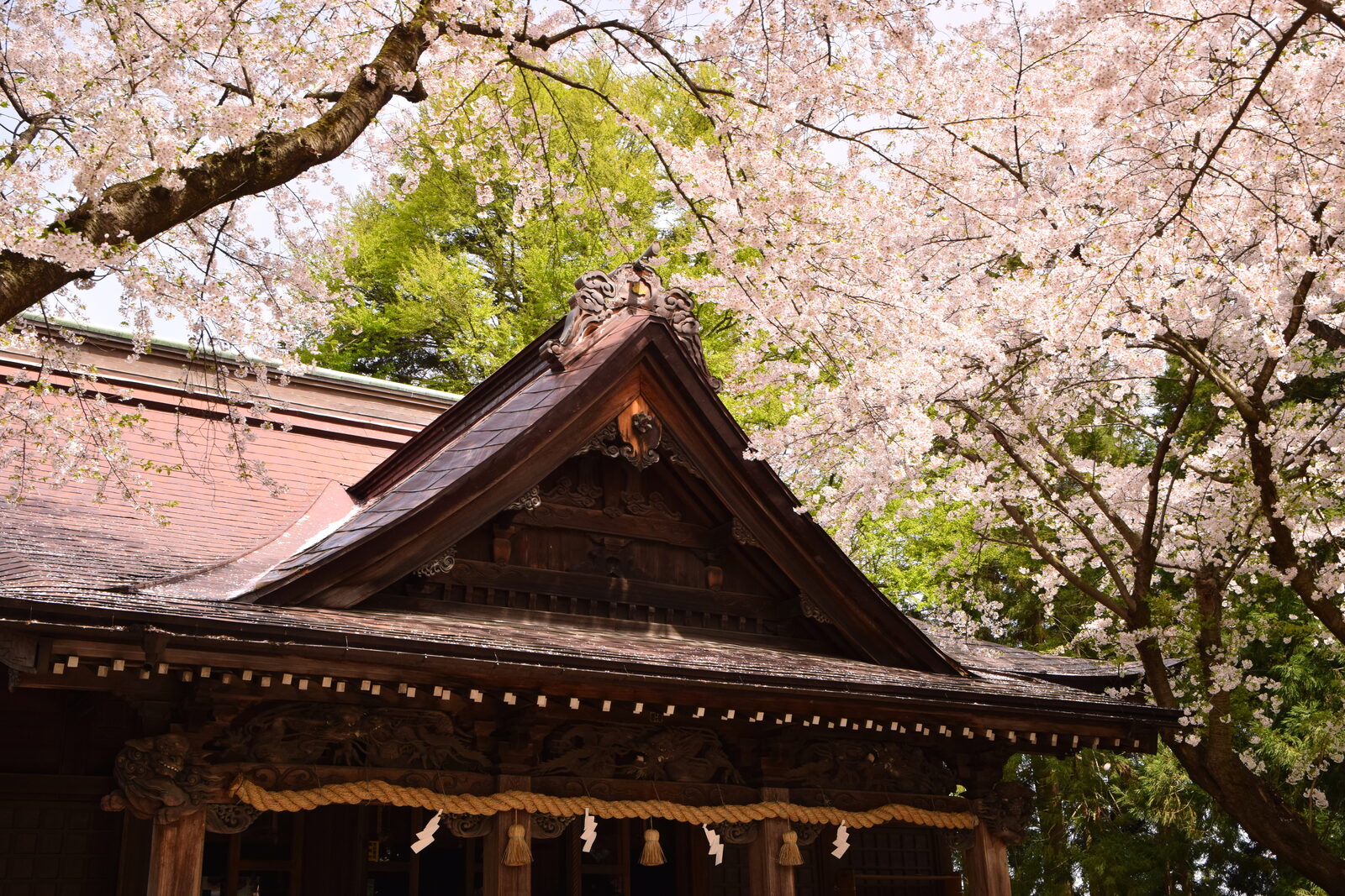 満開の桜に包まれる猿賀神社の社殿