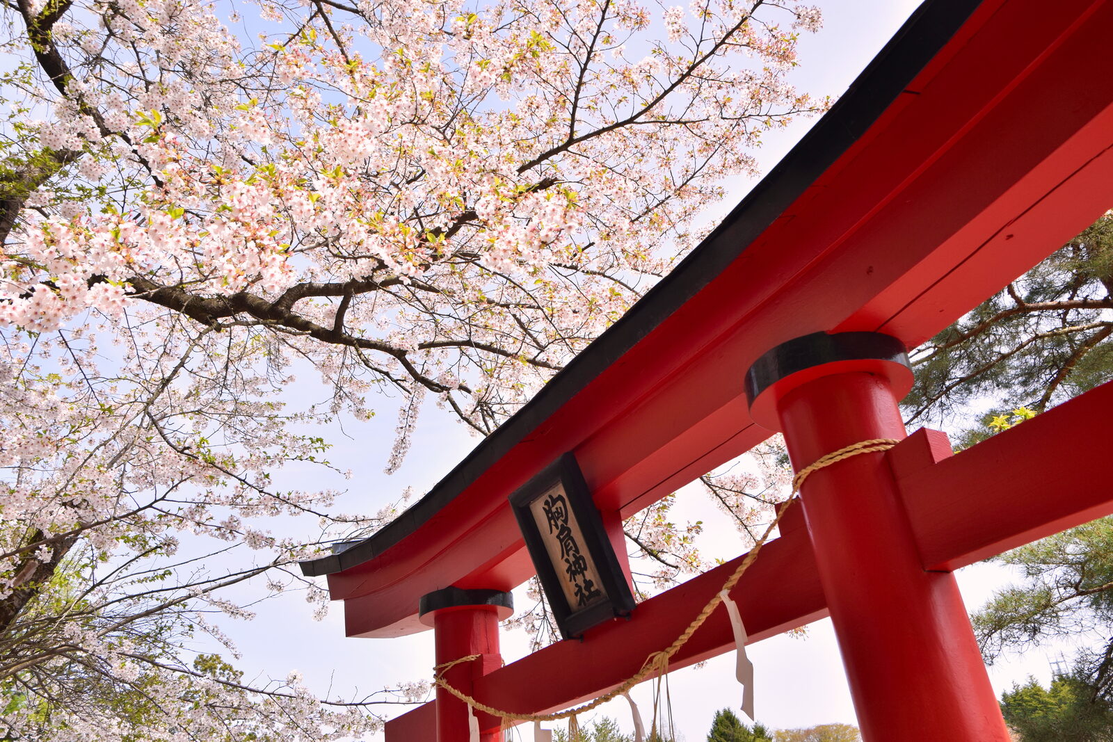 桜に彩られた鳥居