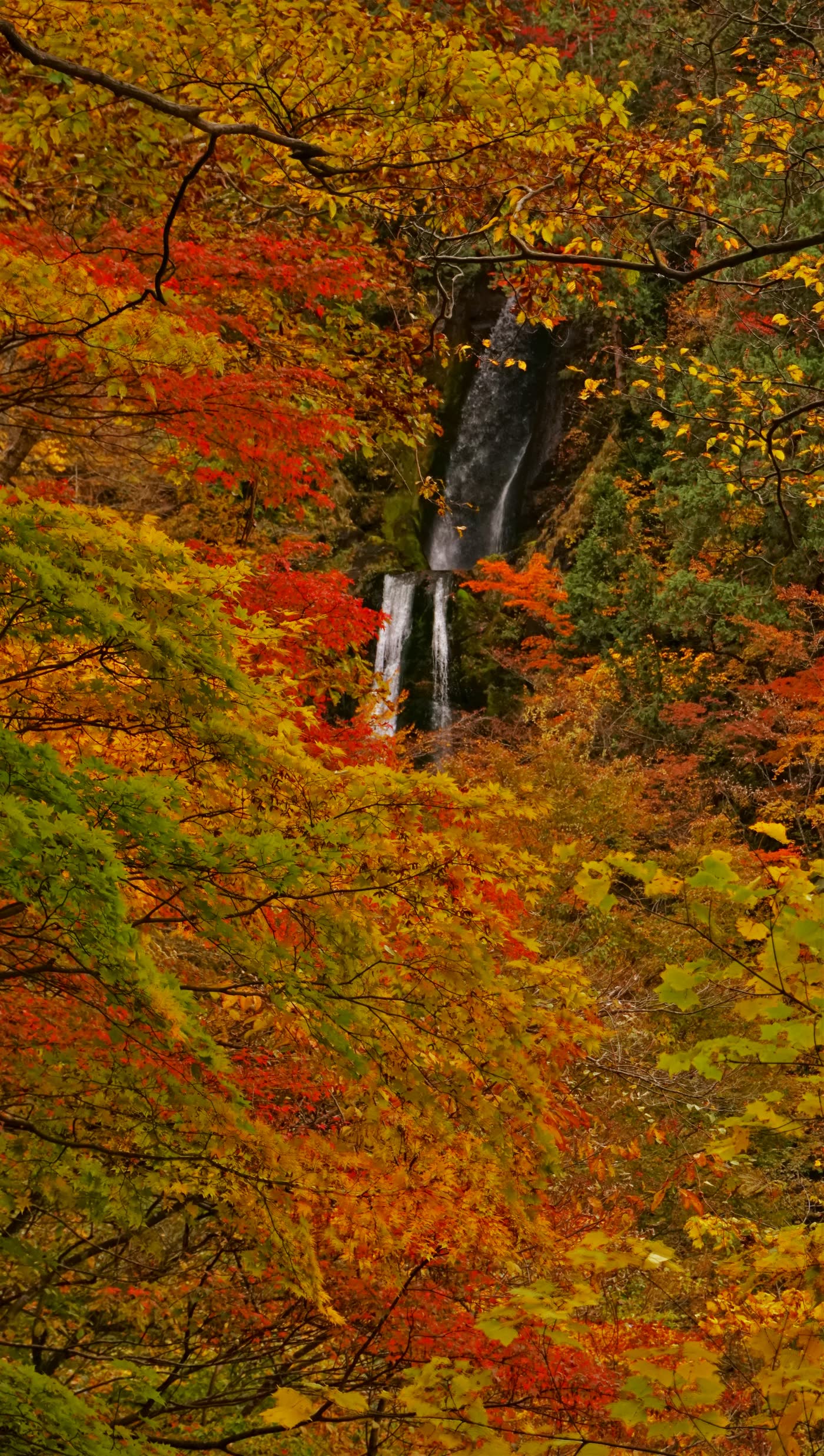 紅葉の木々の間から一筋の水が流れ落ちる回顧の滝