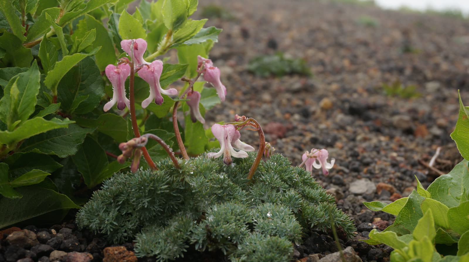 砂礫地に咲くコマクサに似た薄紅色の高山植物