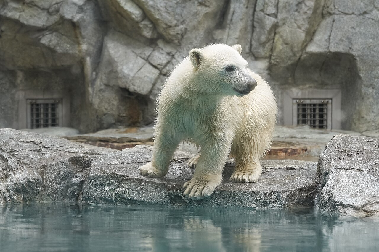 男鹿水族館GAOのホッキョクグマ