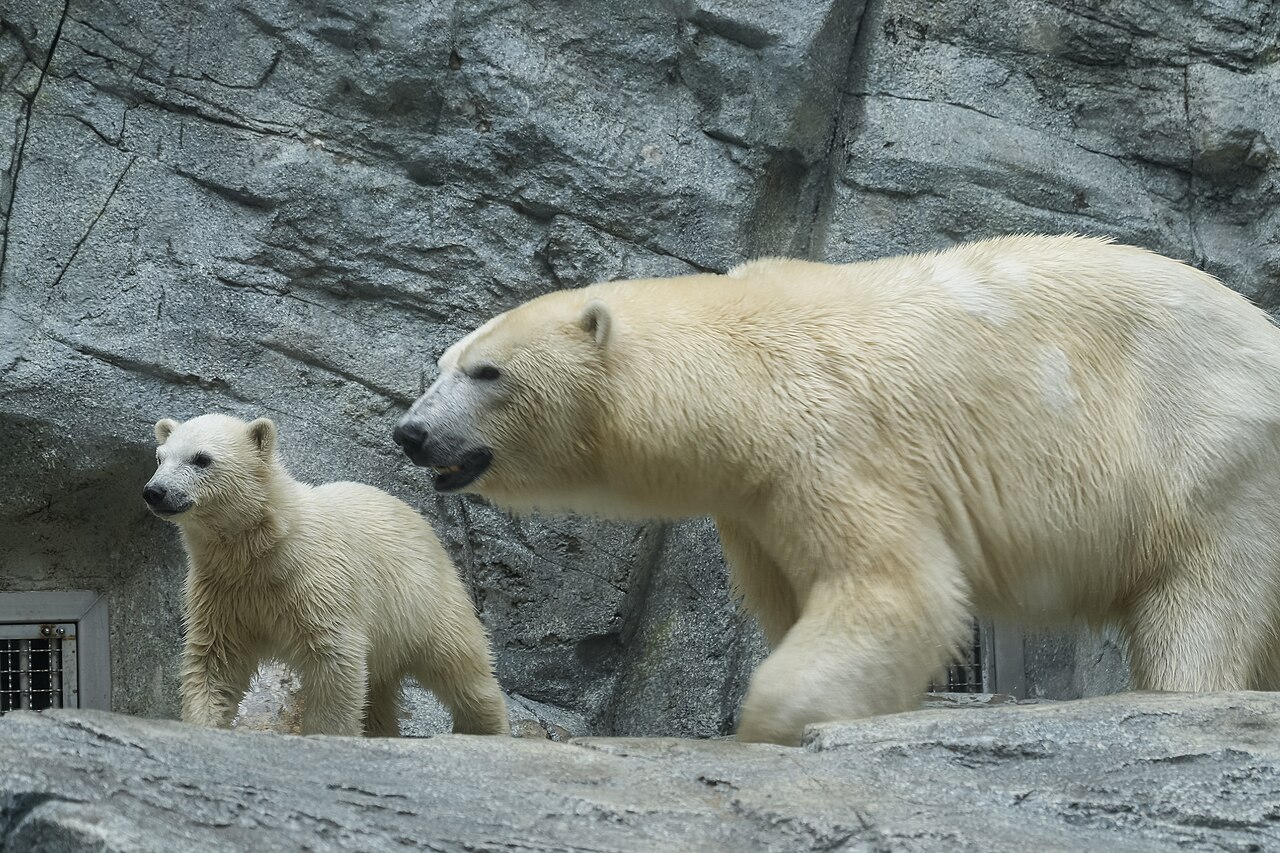 母グマと子グマのホッキョクグマが並んで歩く様子