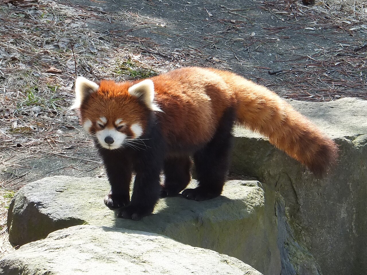 秋田市大森山動物園のレッサーパンダ