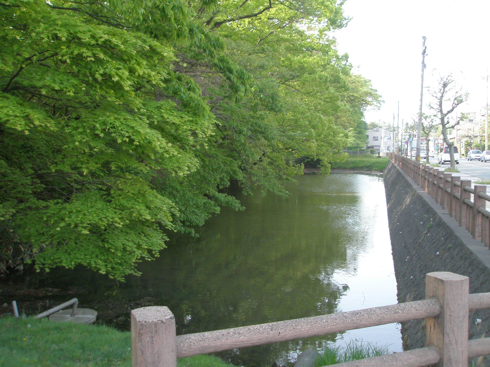 新緑に囲まれた千秋公園の堀、水面に映る木々