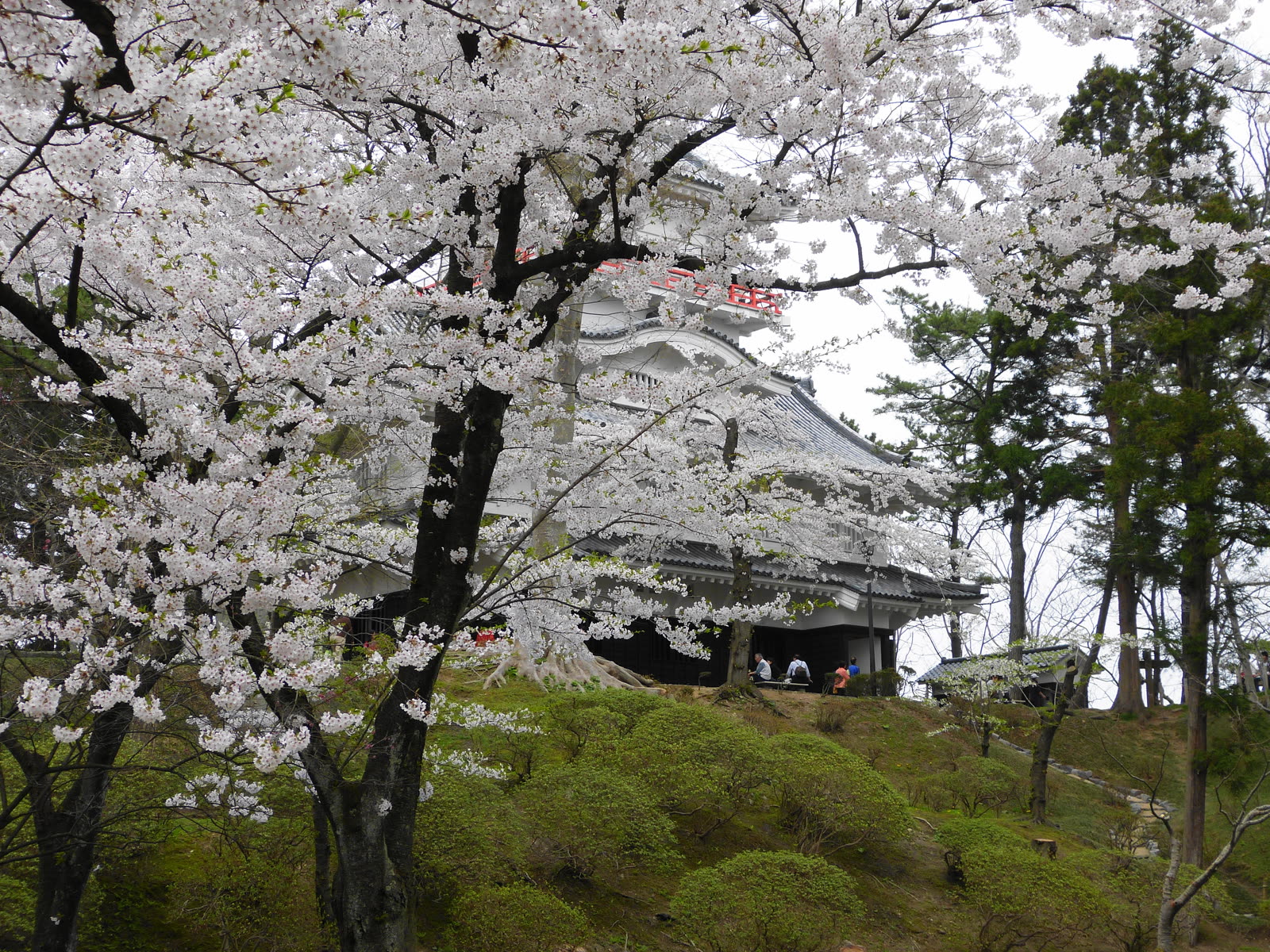 満開の桜に包まれた久保田城御隅櫓、千秋公園