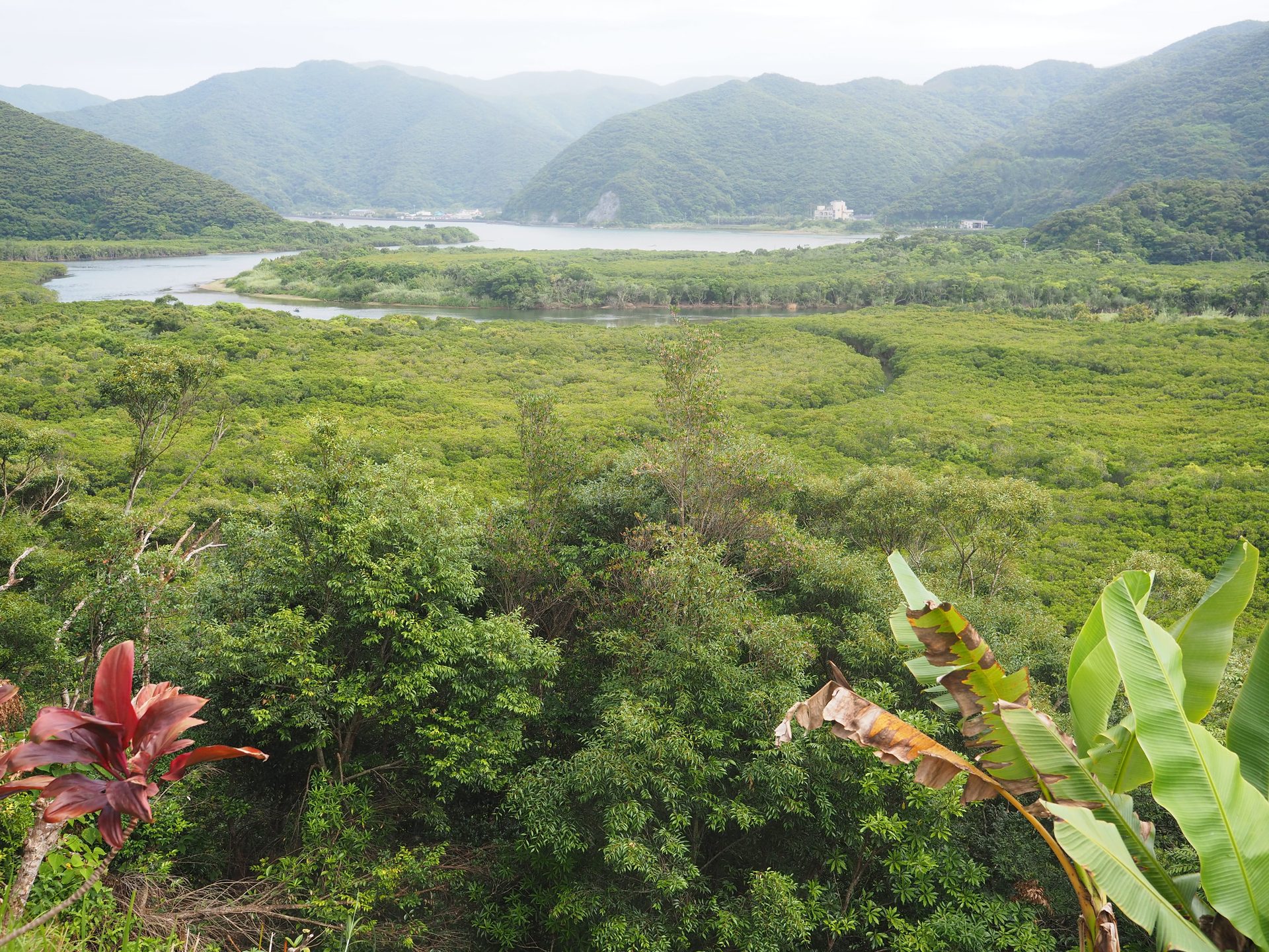 高台から見た住用のマングローブ林と蛇行する川、奥に山並み。手前に亜熱帯の草木