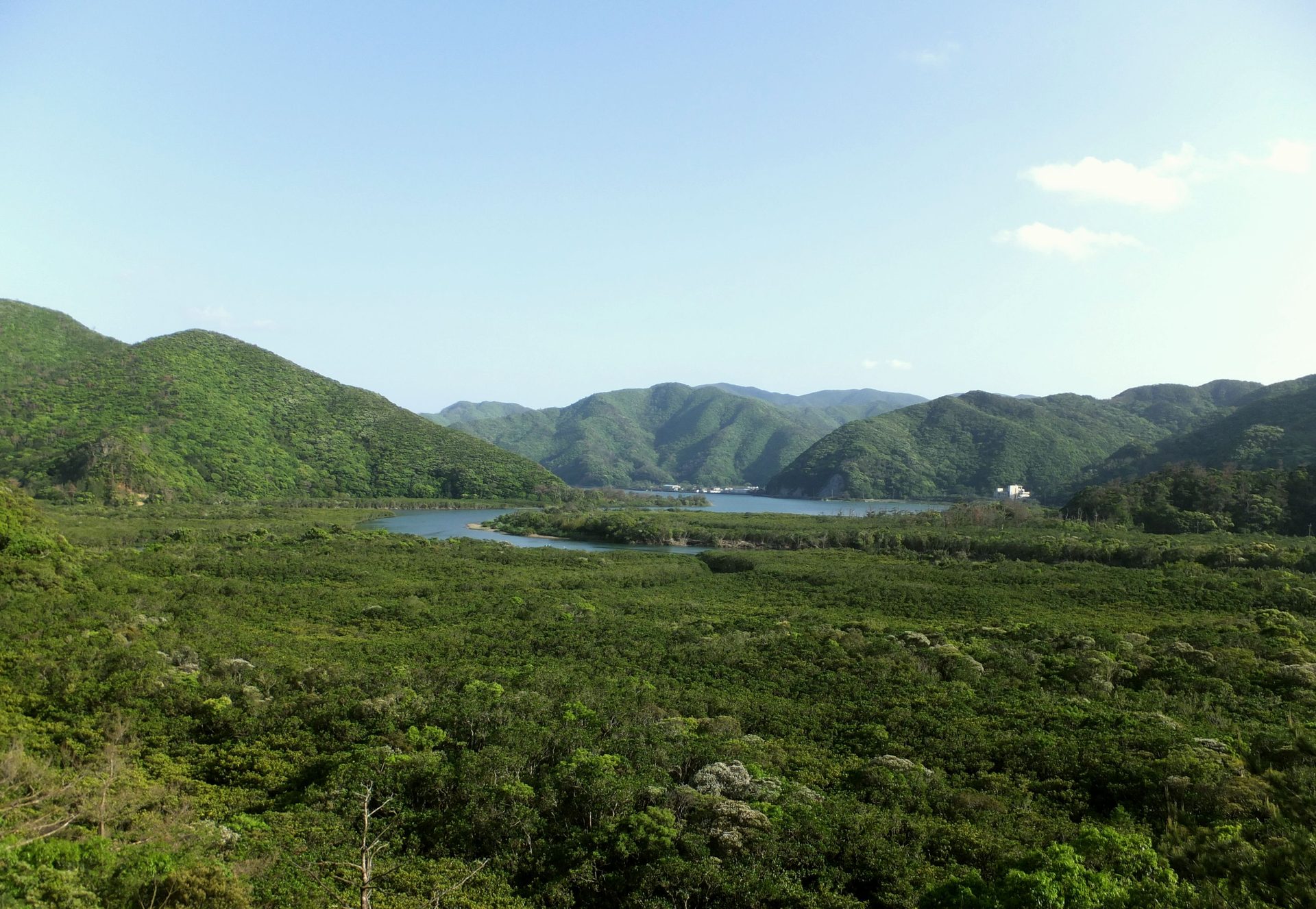 鹿児島・奄美大島の住用のマングローブ原生林と蛇行する川