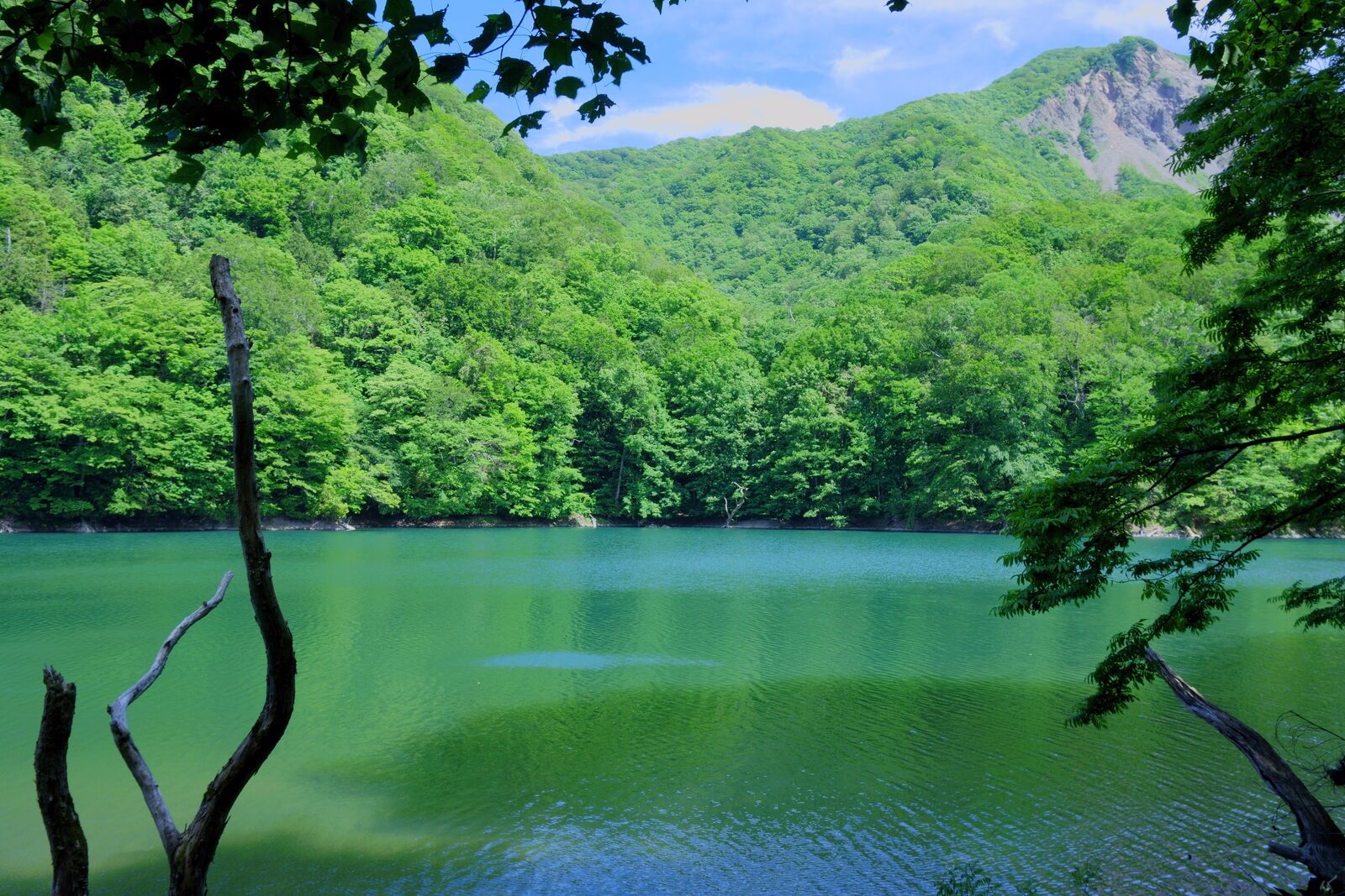十二湖・鶏頭場の池とブナ林の風景