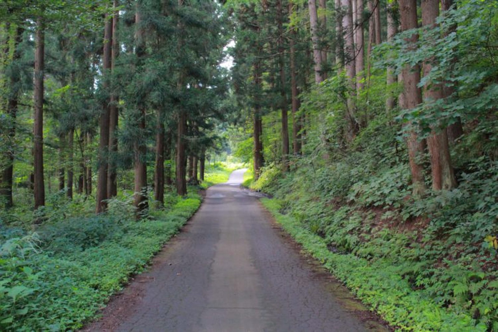 石神神社へ続く杉木立に囲まれた山あいの道