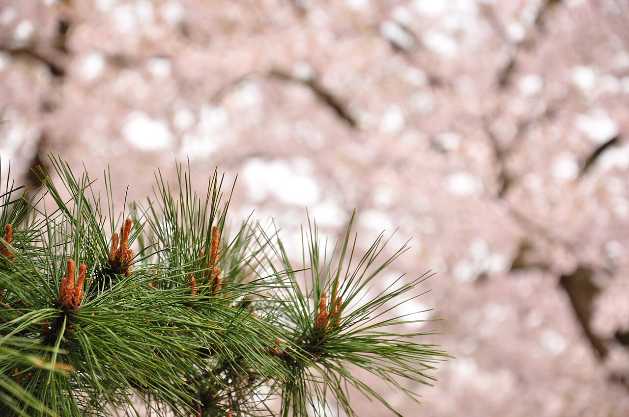 官庁街通りの松と桜が同時に写る風景