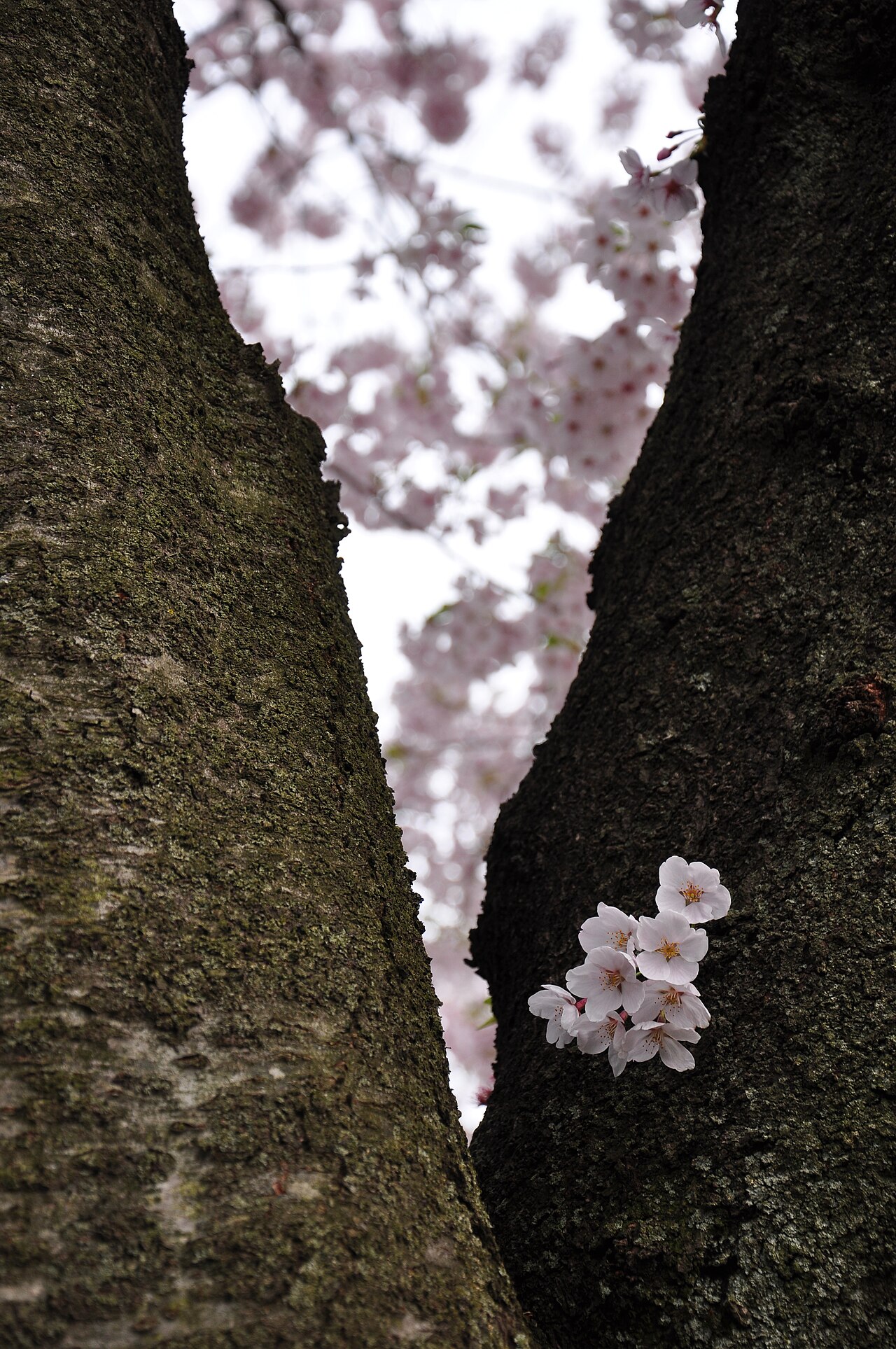官庁街通りの桜のクローズアップ