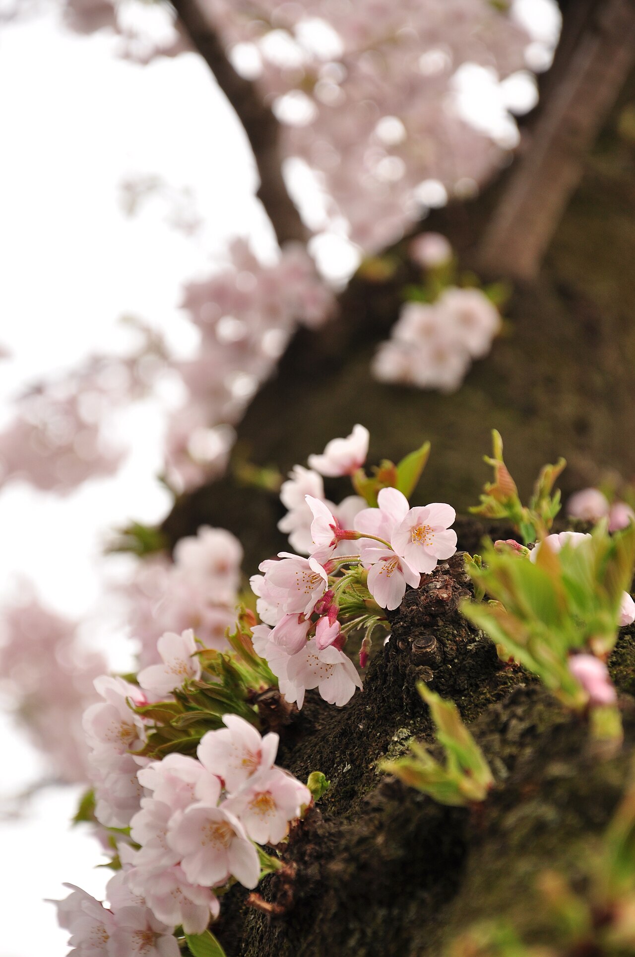 官庁街通りの桜並木のクローズアップ