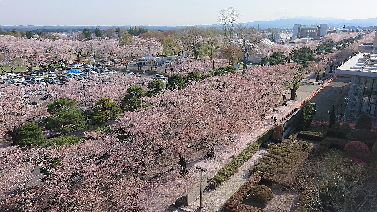 十和田市官庁街通りの桜並木を見下ろした風景