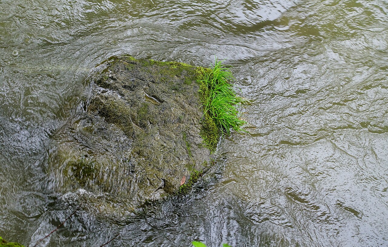 石ヶ戸付近の奥入瀬渓流の流れと苔むした岩