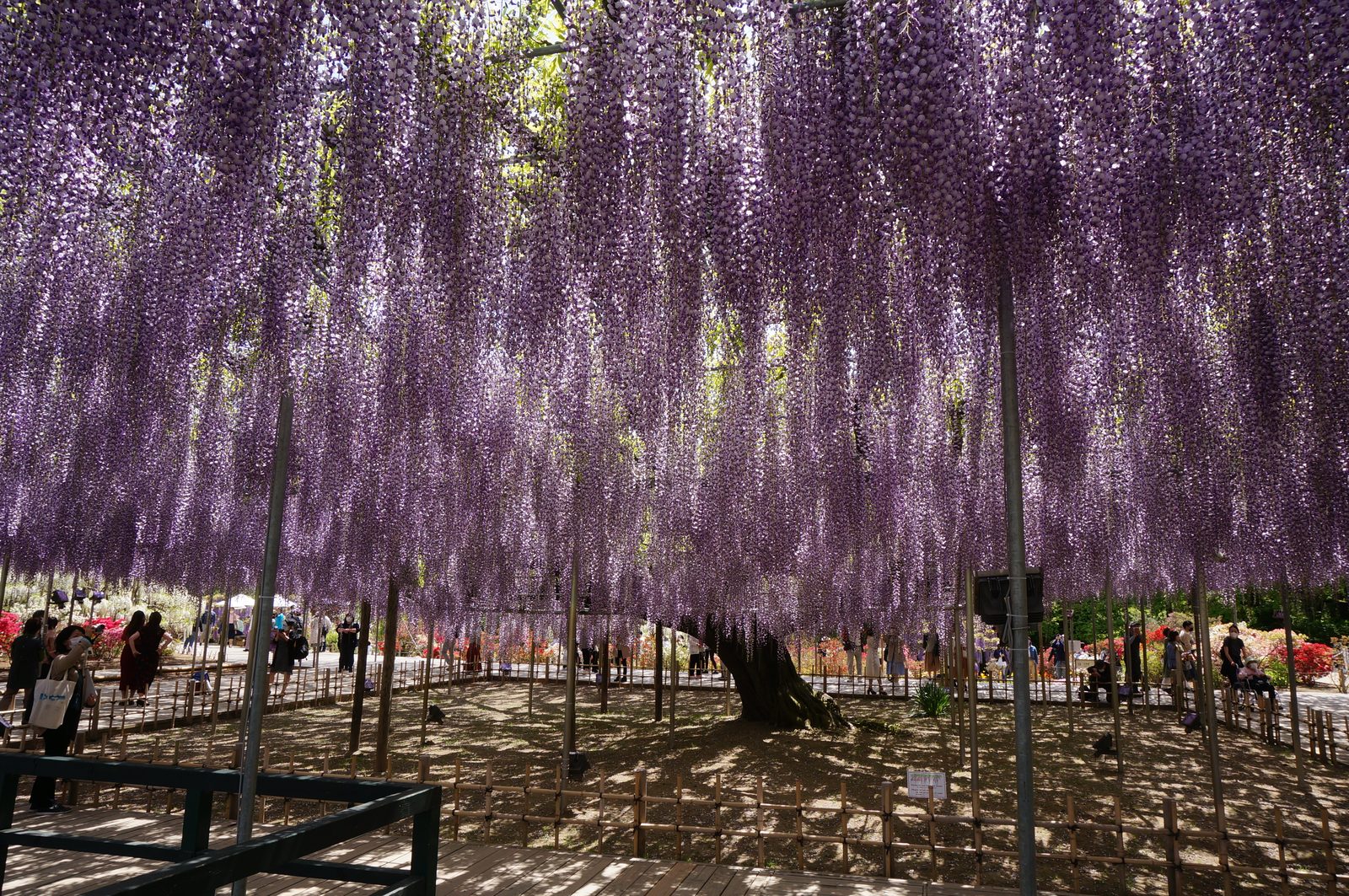 あしかがフラワーパークの藤の花