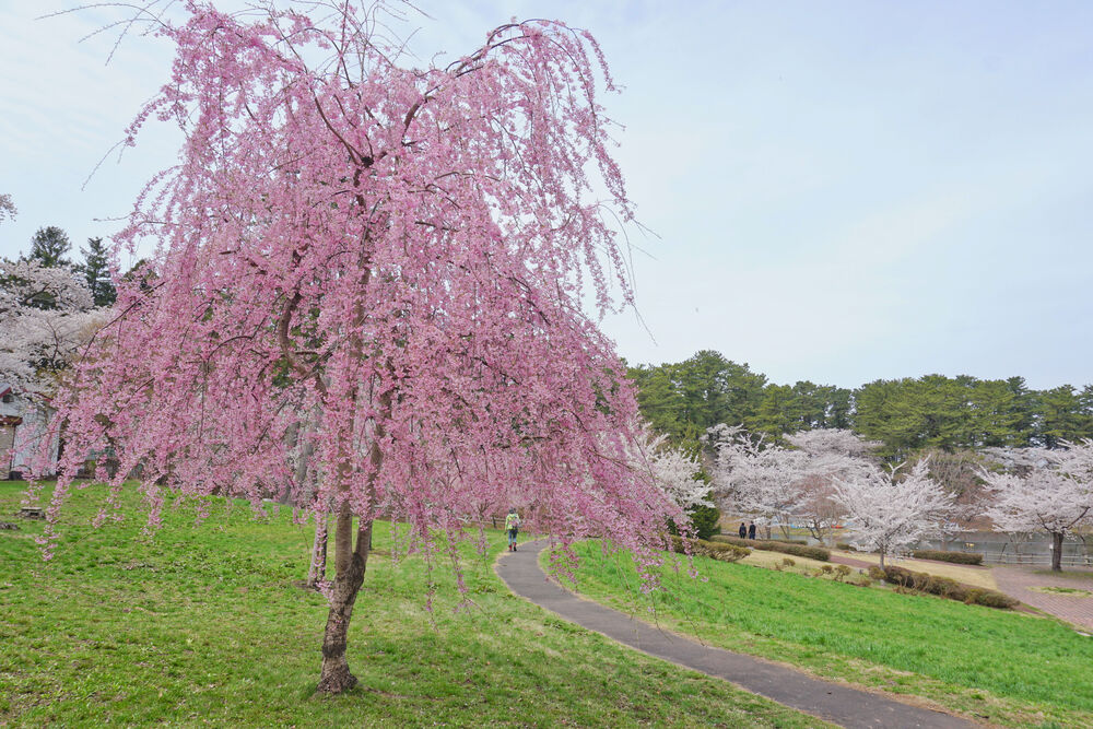 芦野公園の桜並木