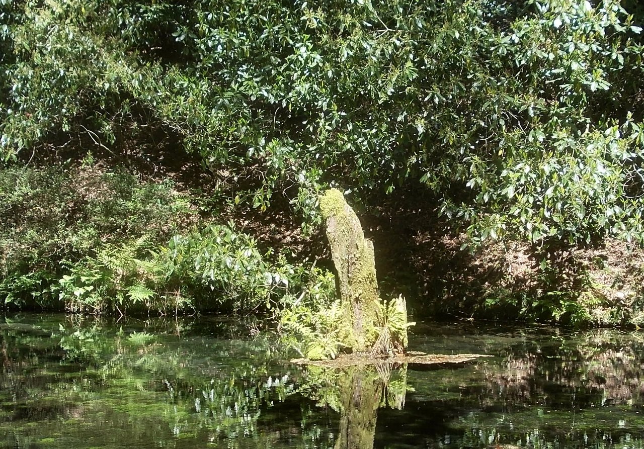 池山水源の水面に映る苔むした切り株