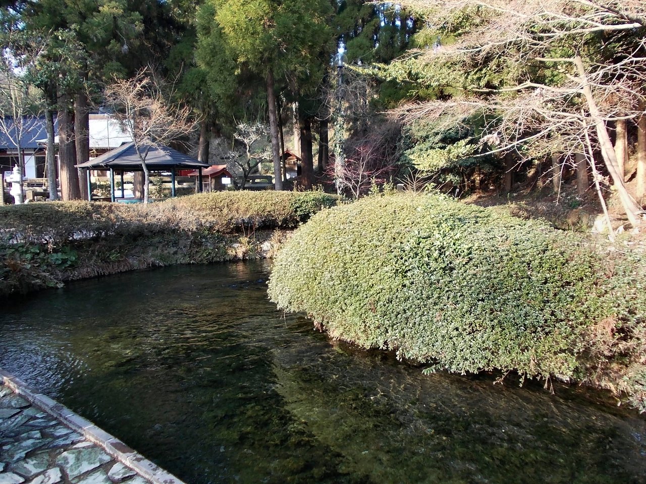 白川水源の水面と周辺の緑豊かな境内