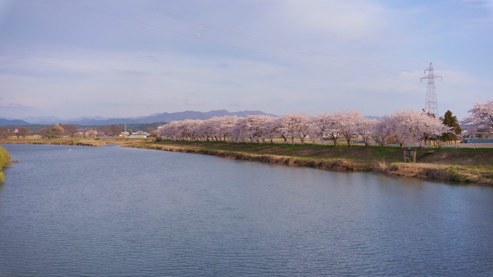 馬場目川沿いに並ぶ桜並木