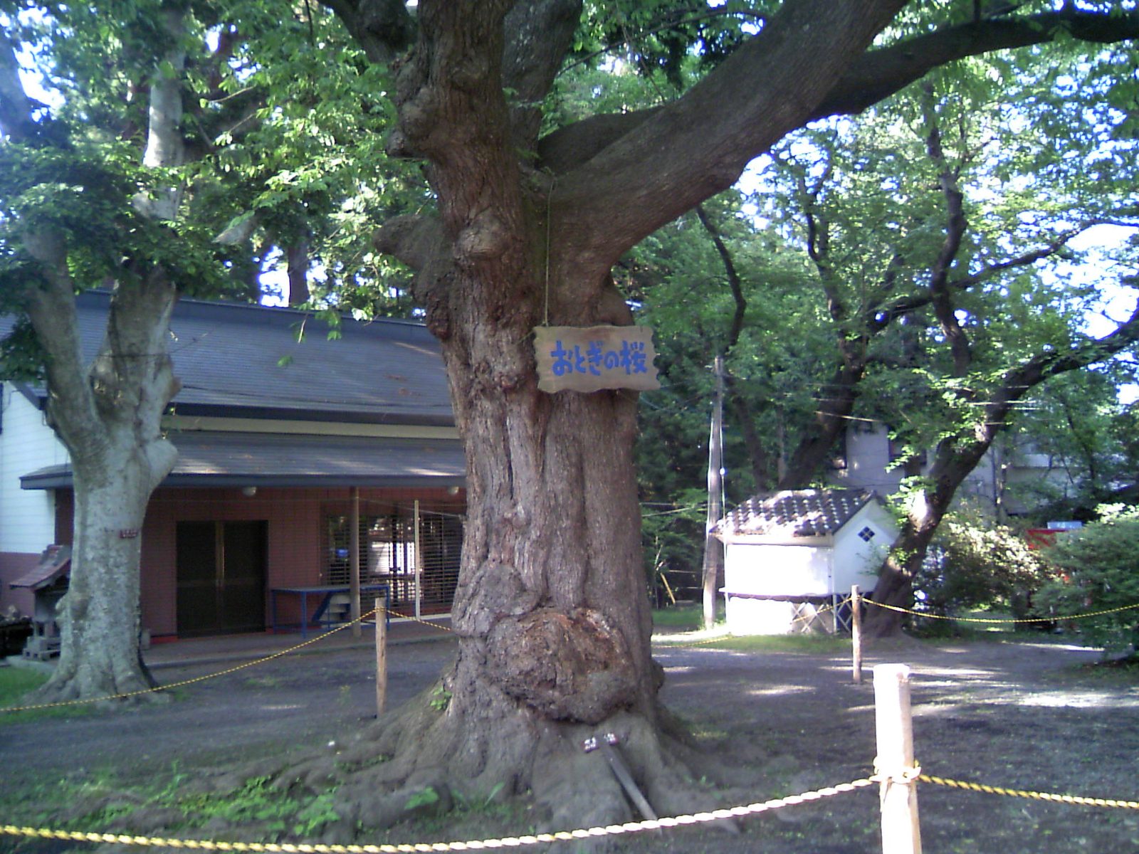 長者山新羅神社境内の古木、おとぎの桜
