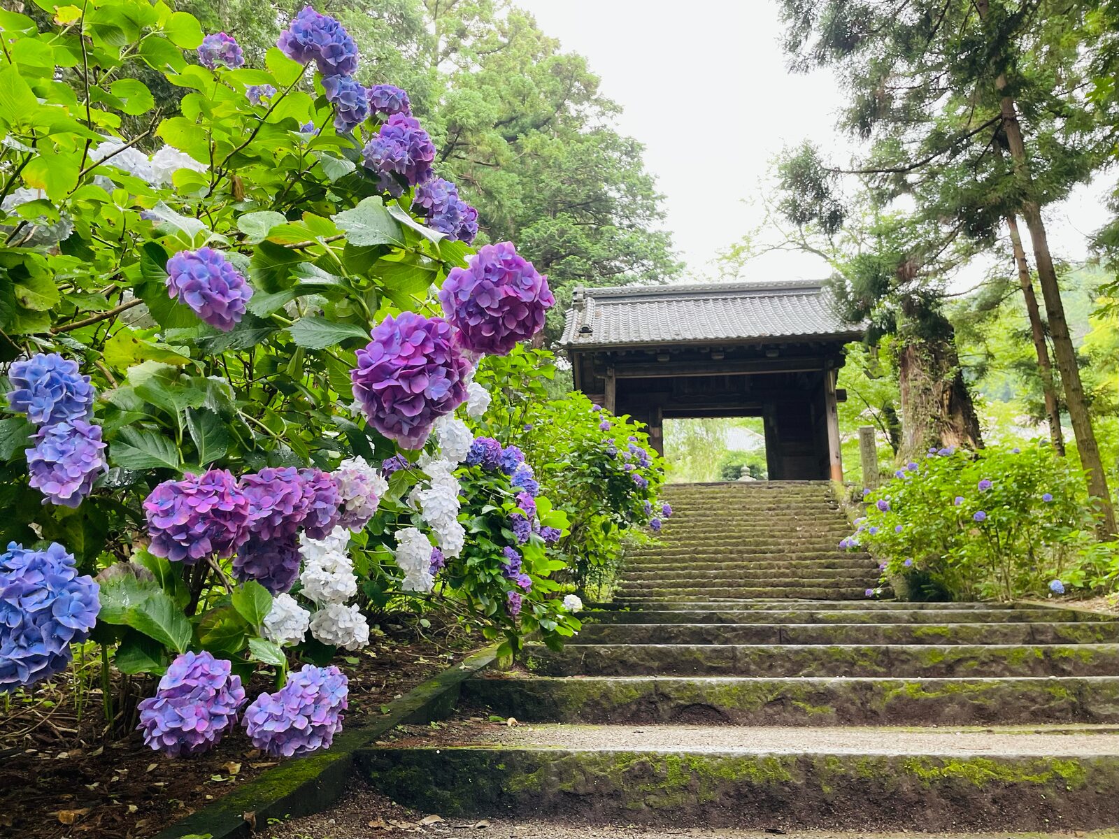 曹洞宗大中寺の参道と山門