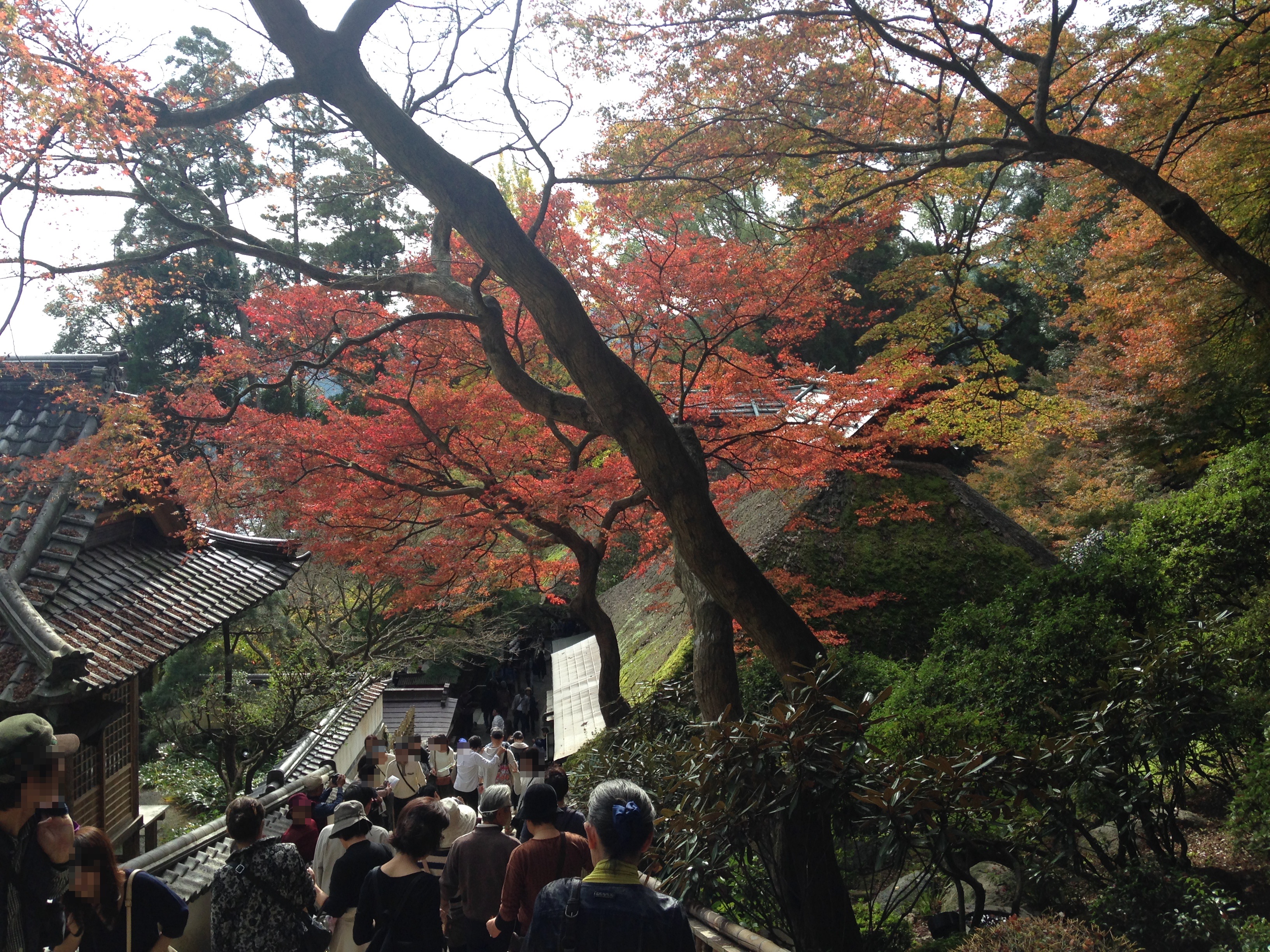 大興善寺、本堂の屋根と紅葉