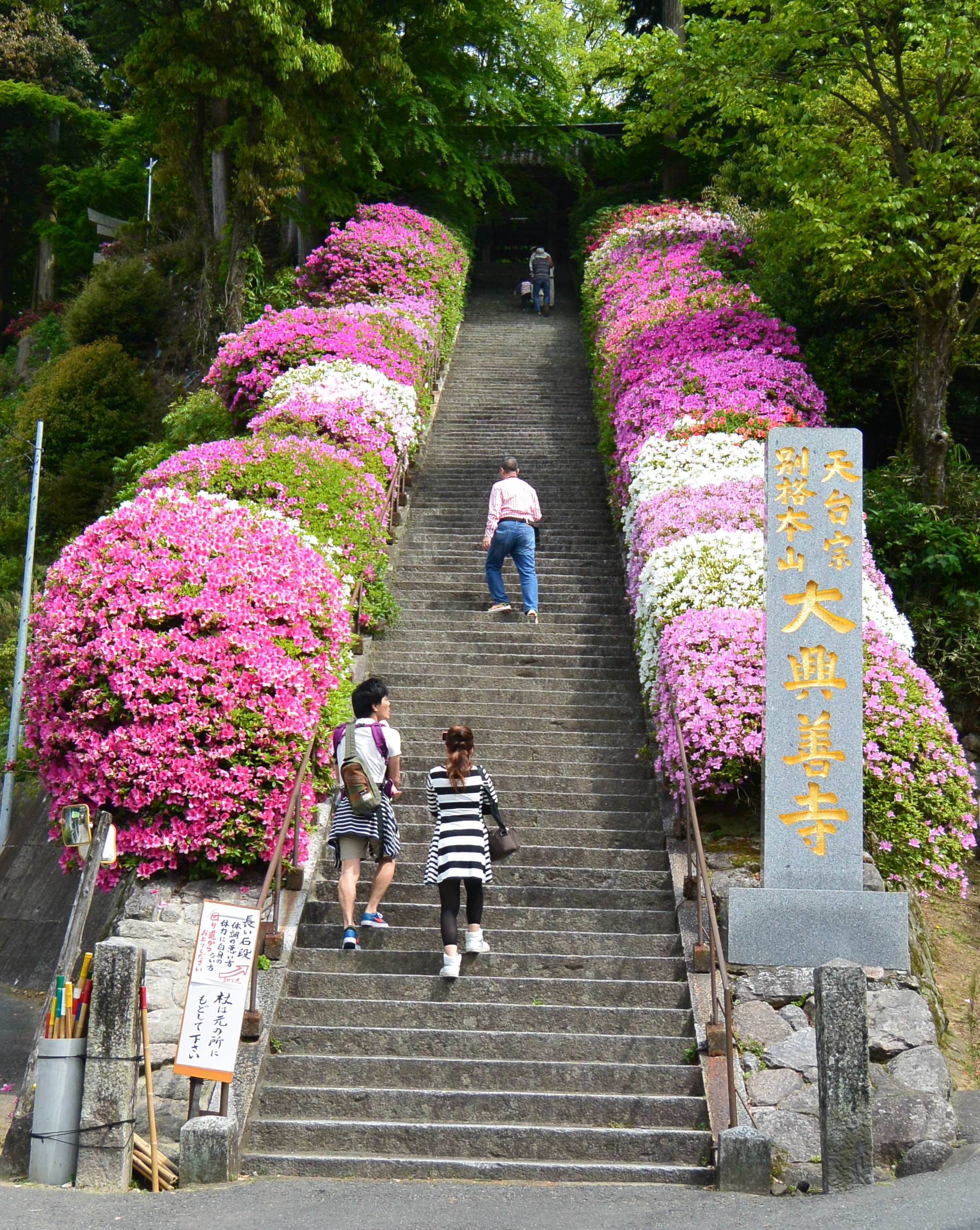 大興善寺の参道の石段とツツジ
