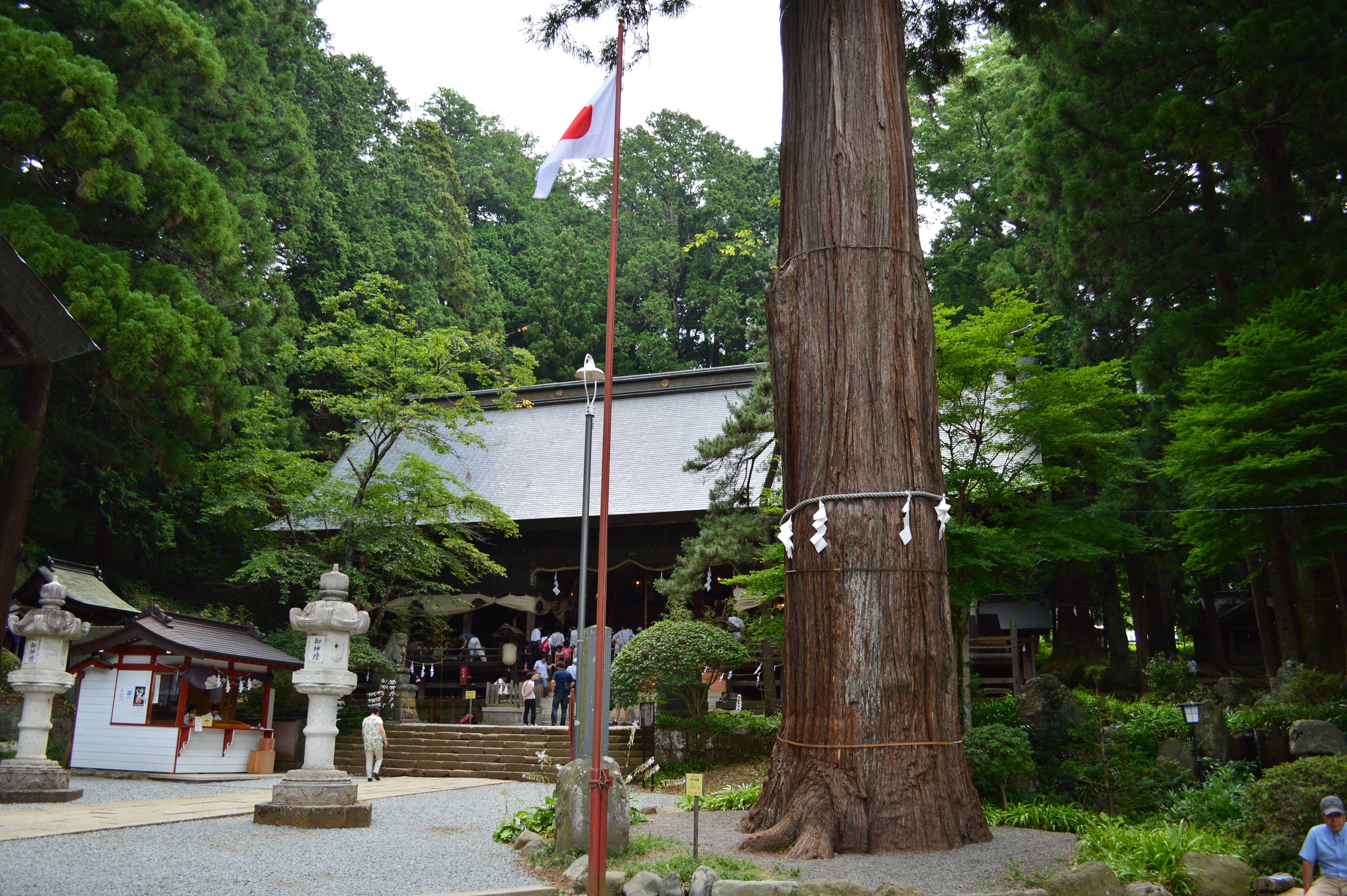 母の白滝がある河口浅間神社の拝殿と御神木の杉