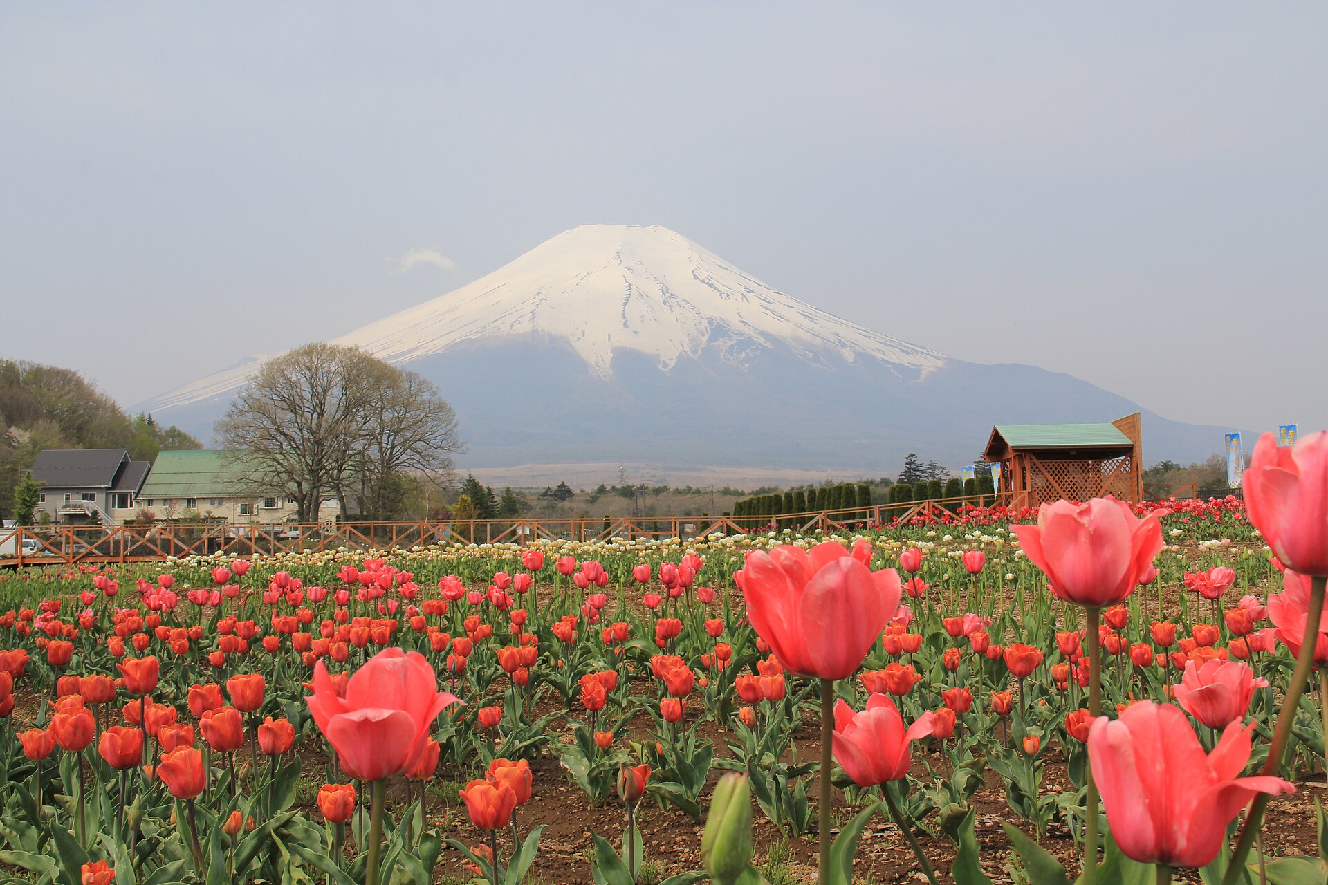 花の都公園の春のチューリップ畑と富士山
