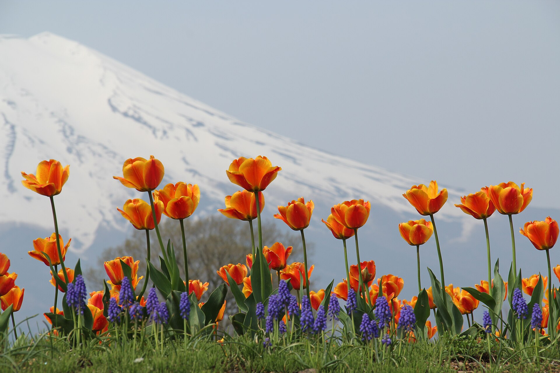 花の都公園の色とりどりのチューリップと富士山