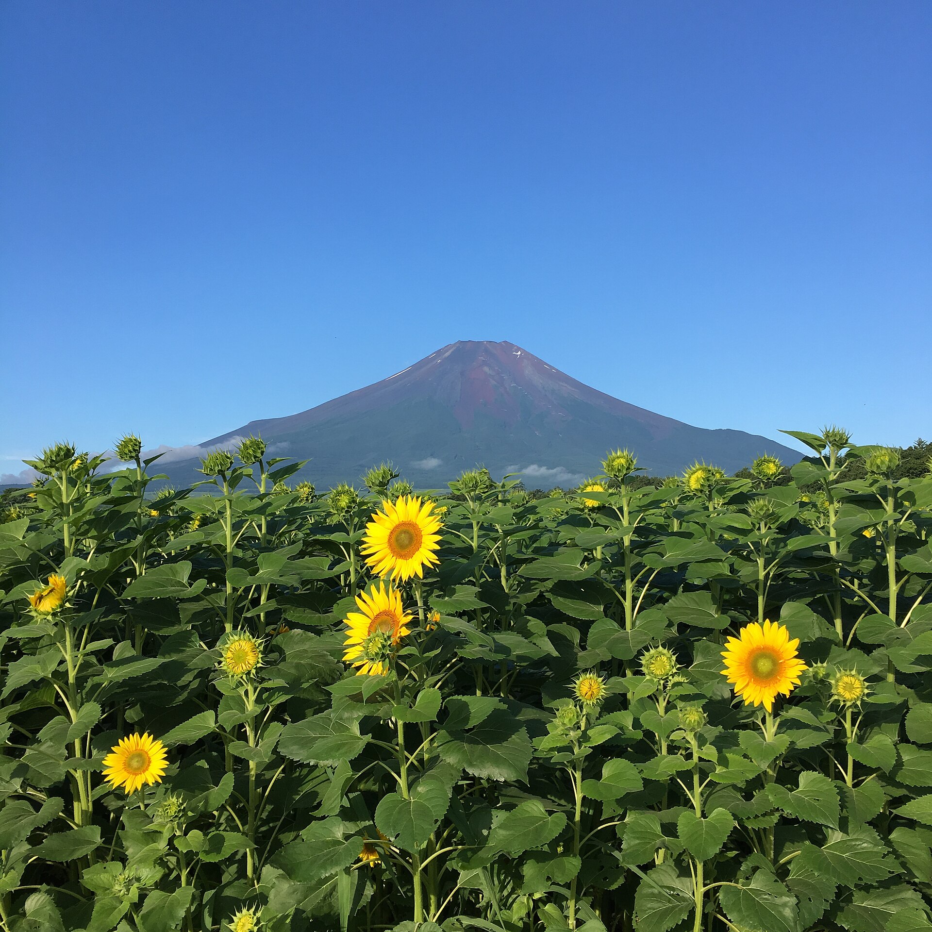 山中湖 花の都公園のひまわり畑と富士山