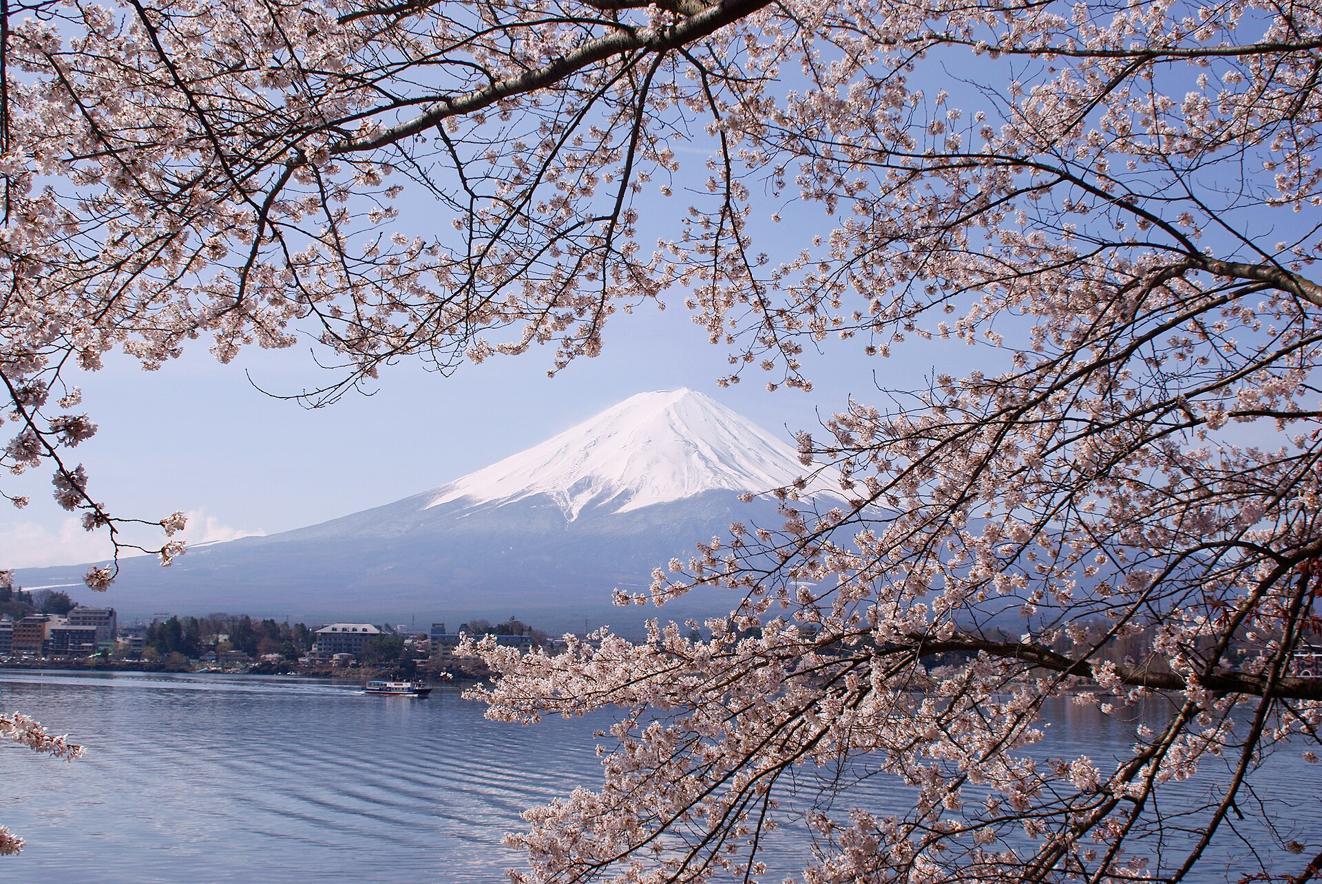 河口湖を進む遊覧船と桜、富士山