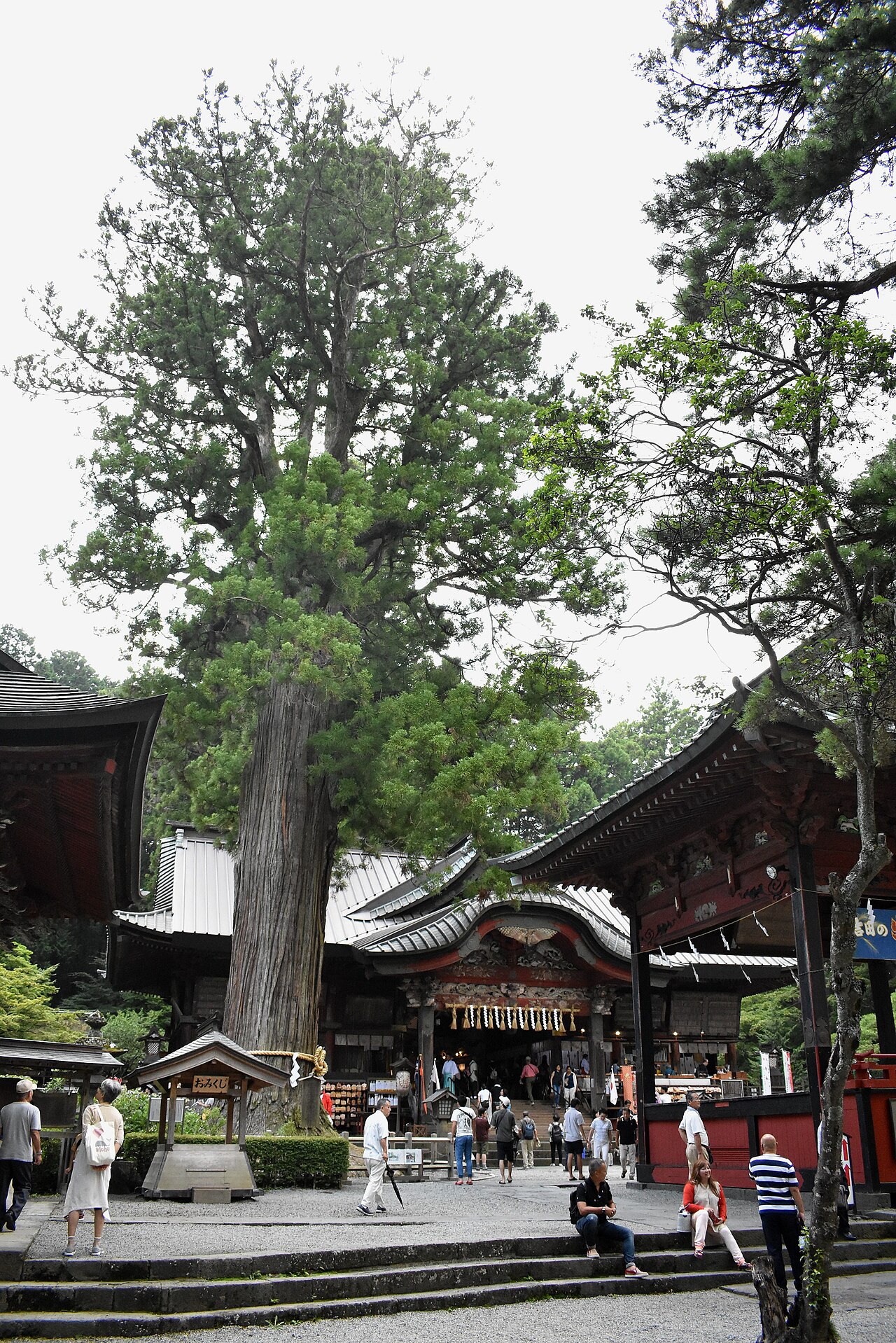 北口本宮冨士浅間神社の御神木の大杉と社殿
